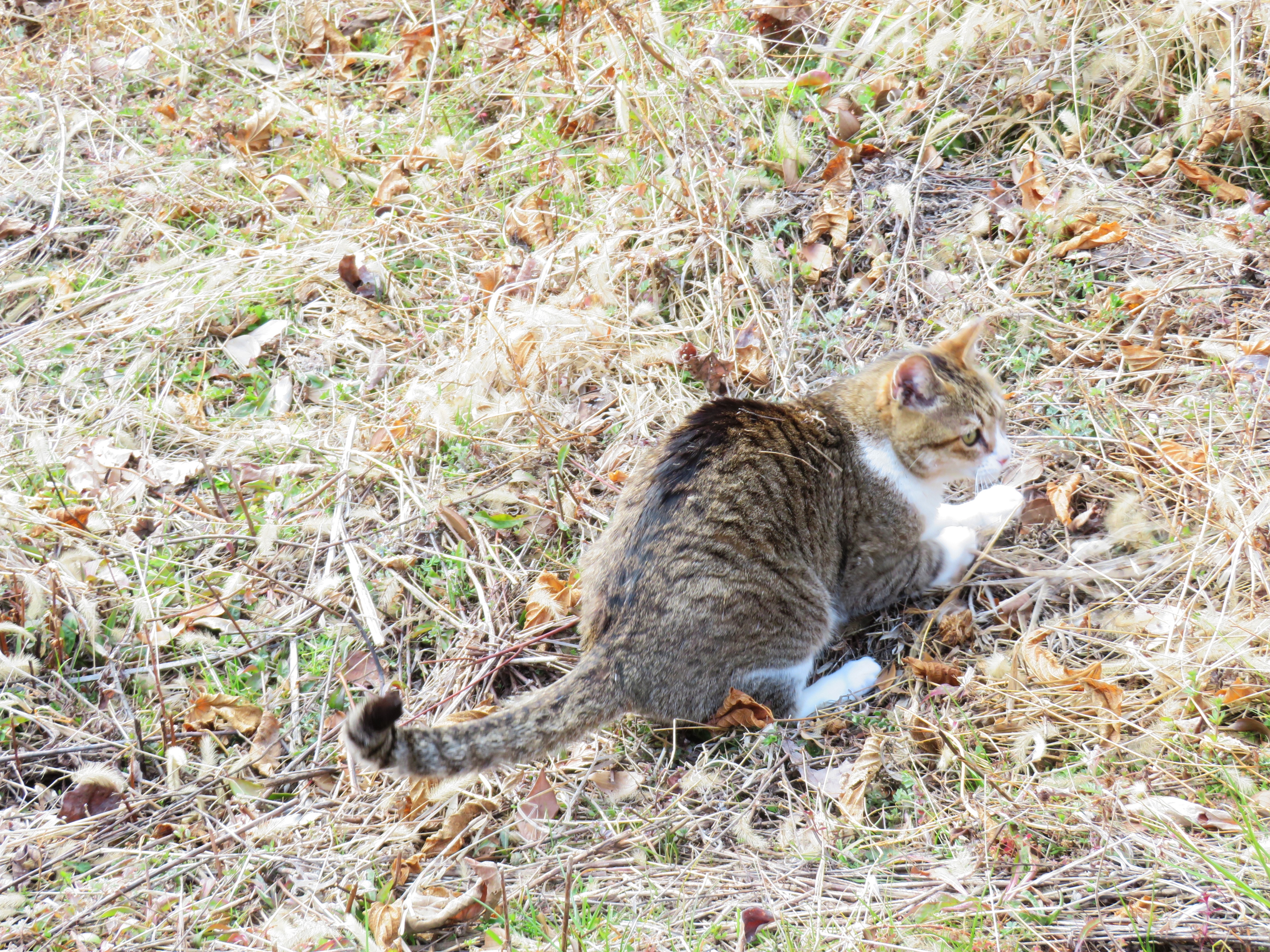 ねこ、風太　巡回