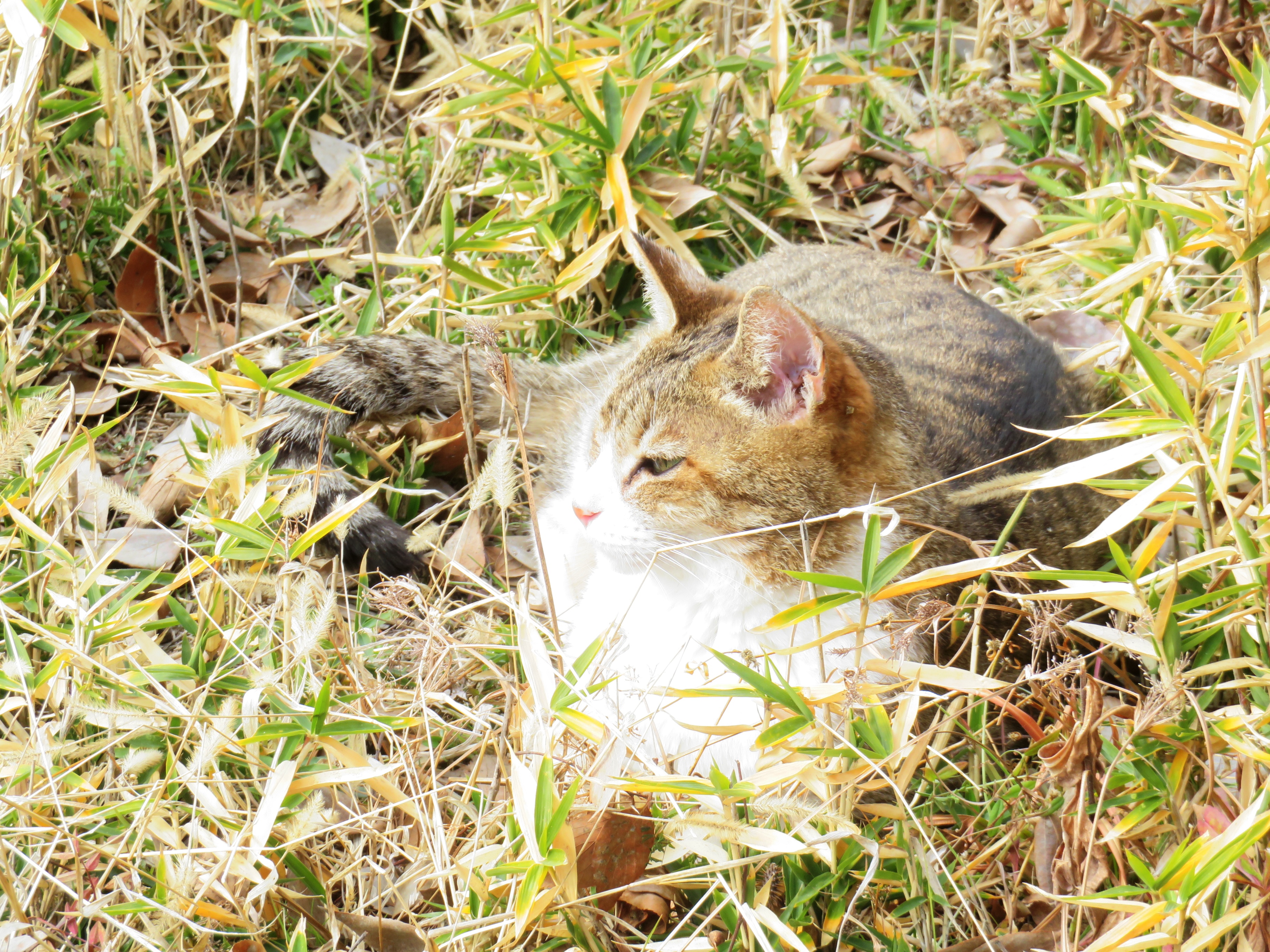 ねこ、風太　巡回