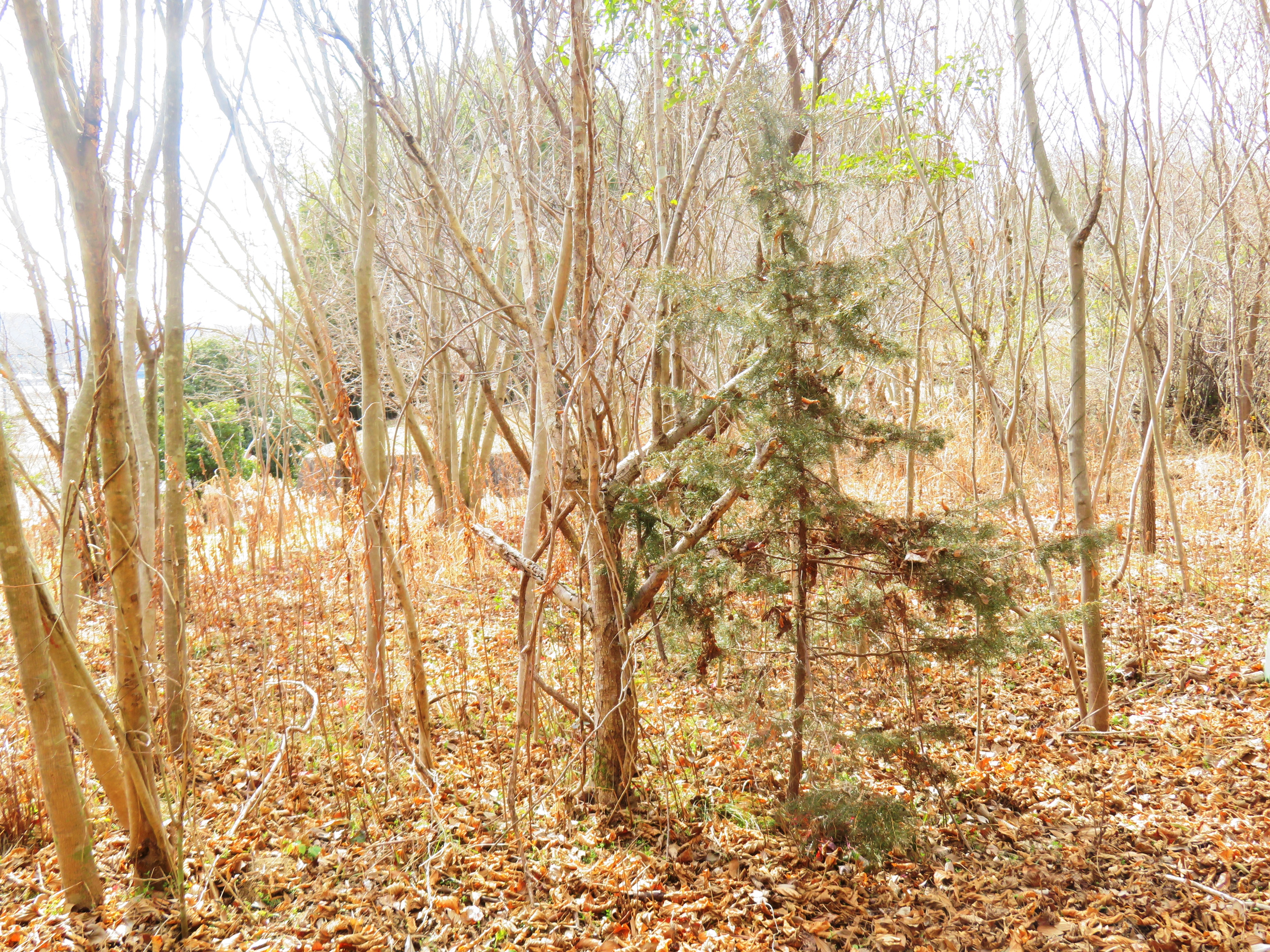 早春の山の木々