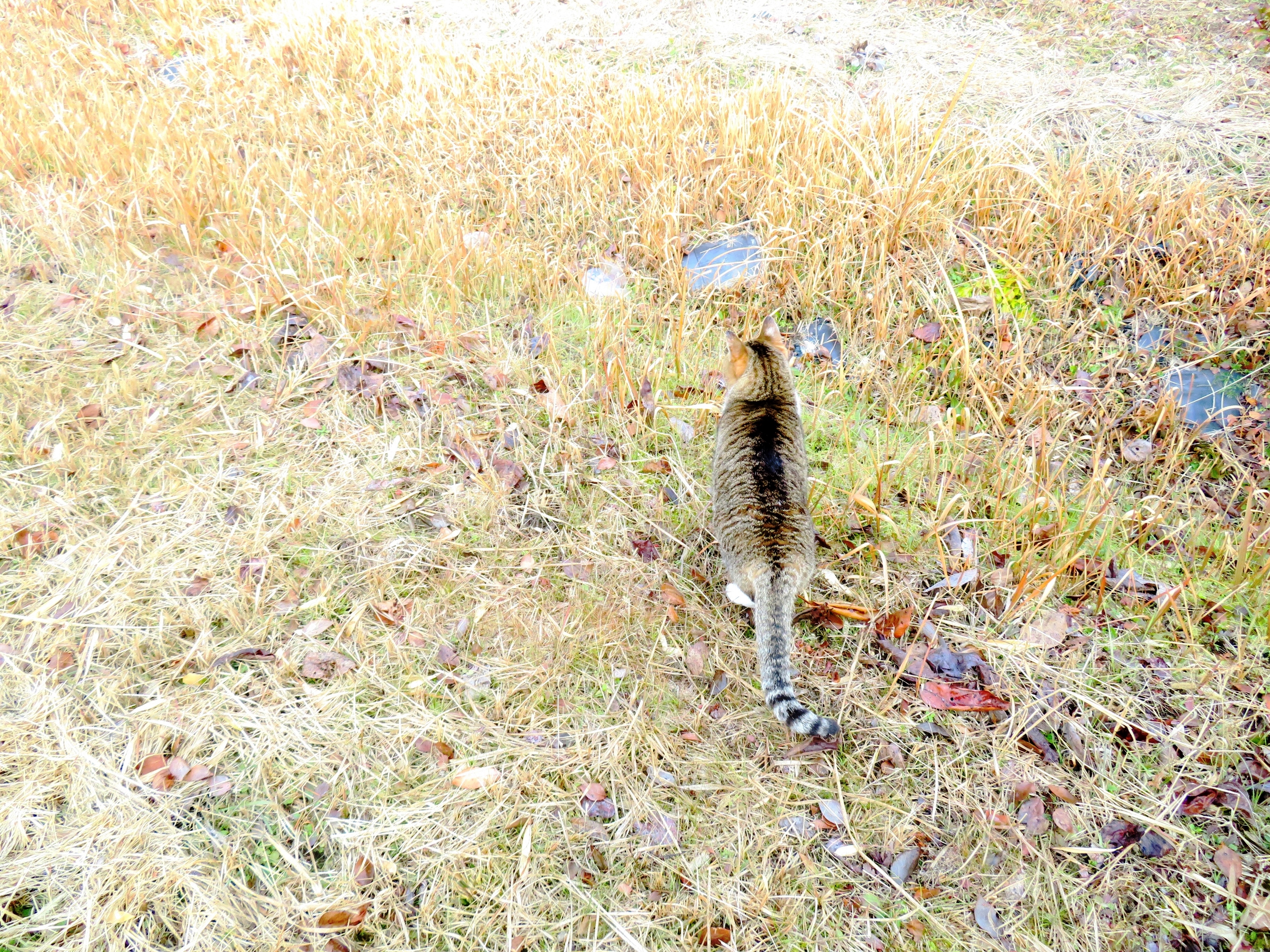 ねこ、風太　巡回