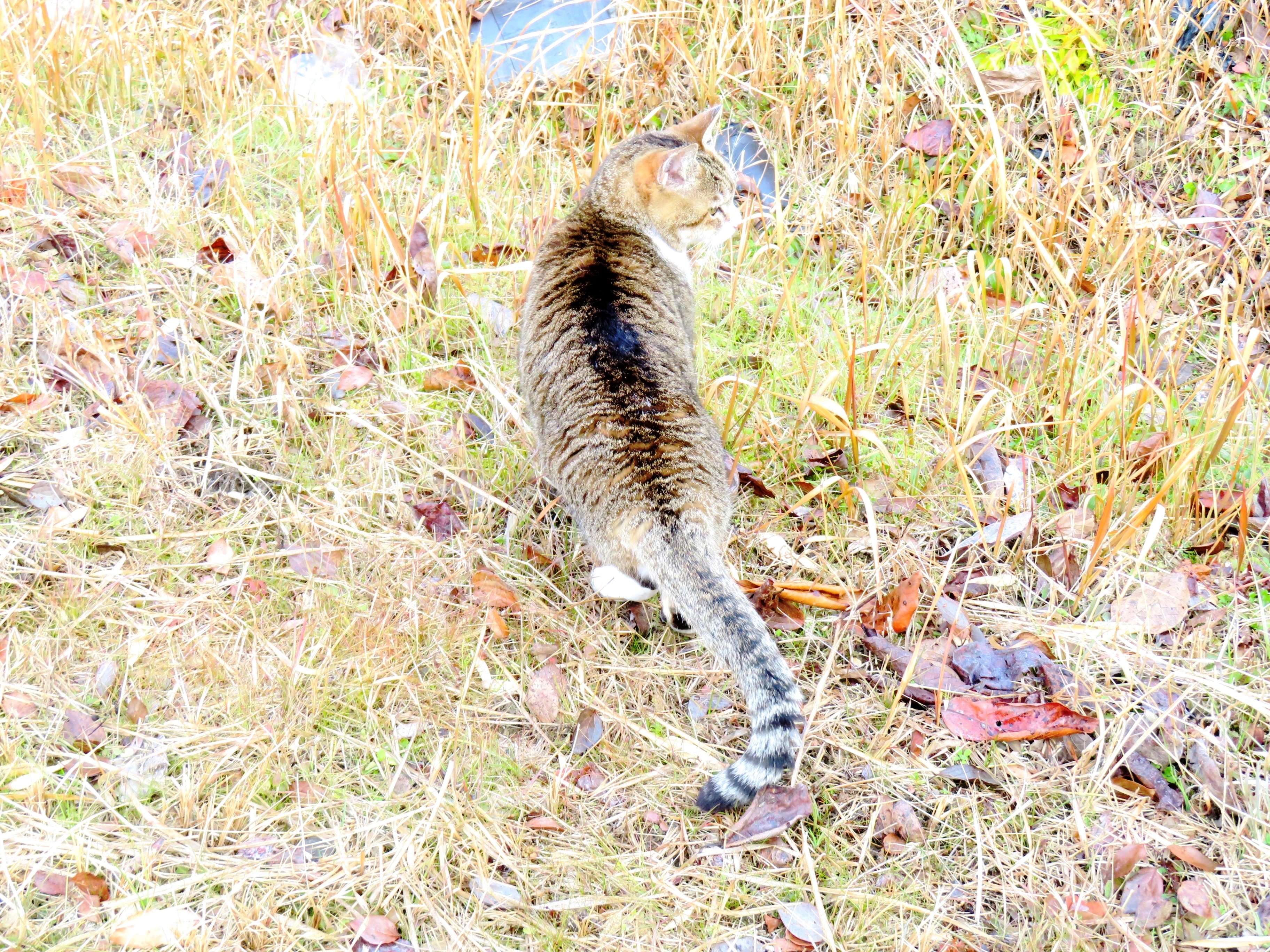 ねこ、風太　巡回