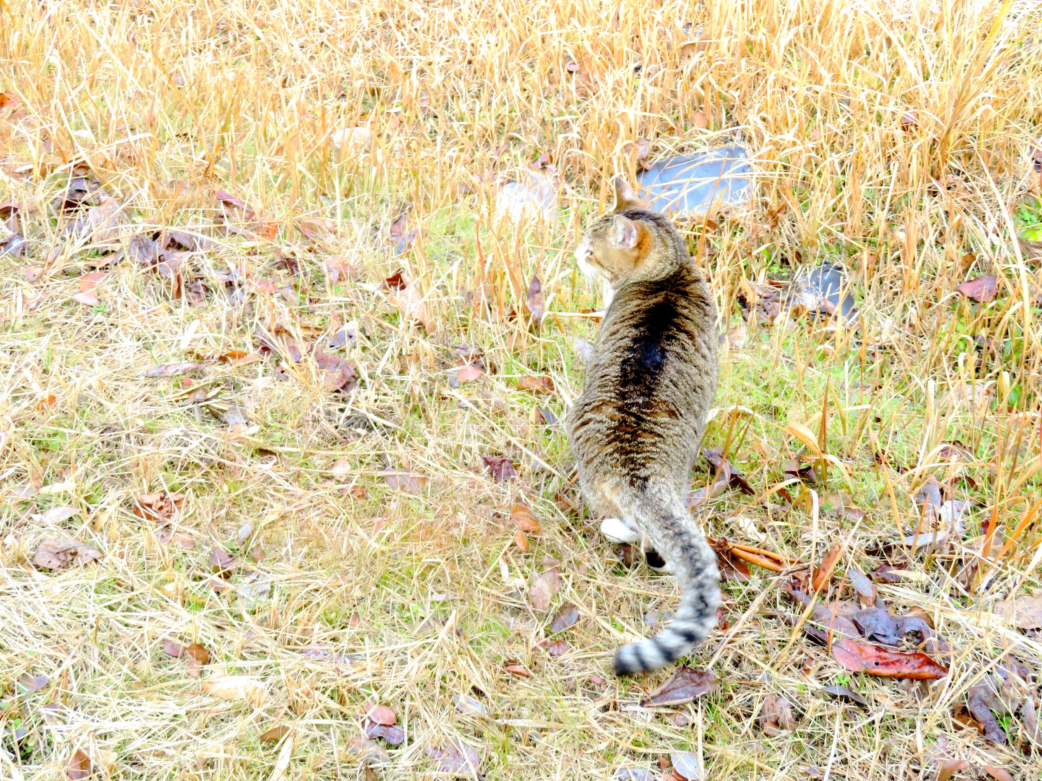 ねこ、風太　巡回