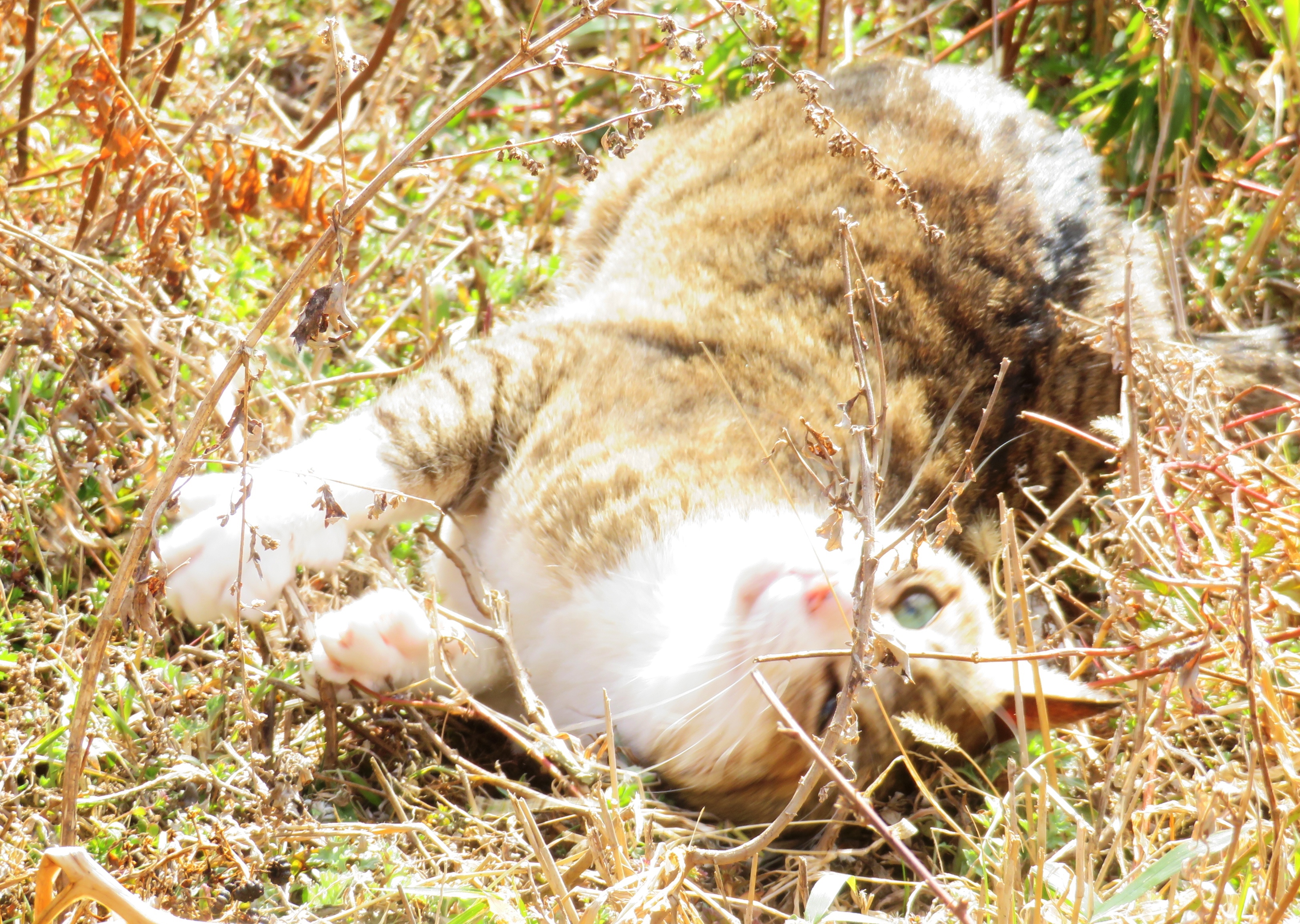 ねこ、風太　ゴロゴロ