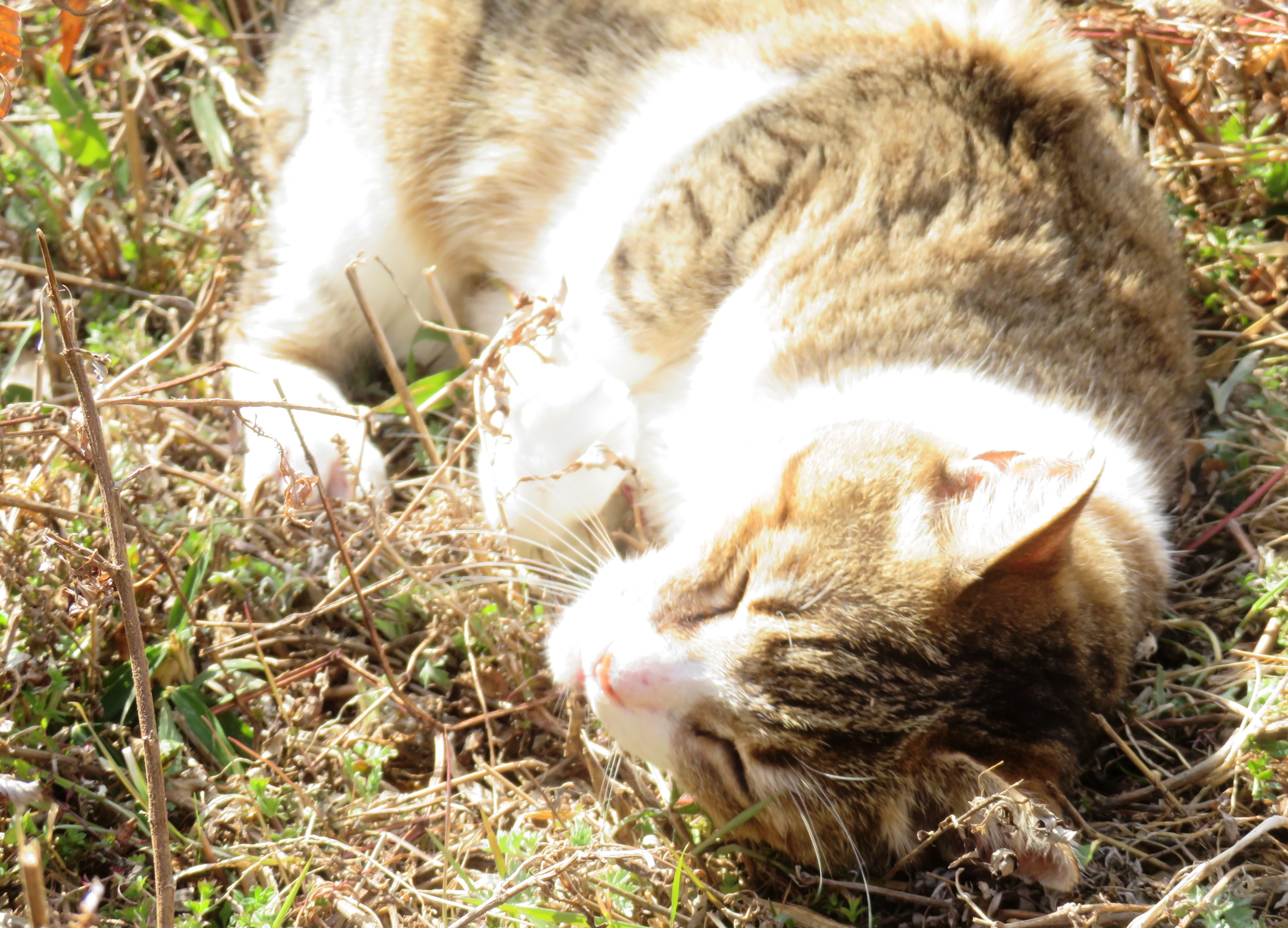 ねこ、風太　ゴロゴロ