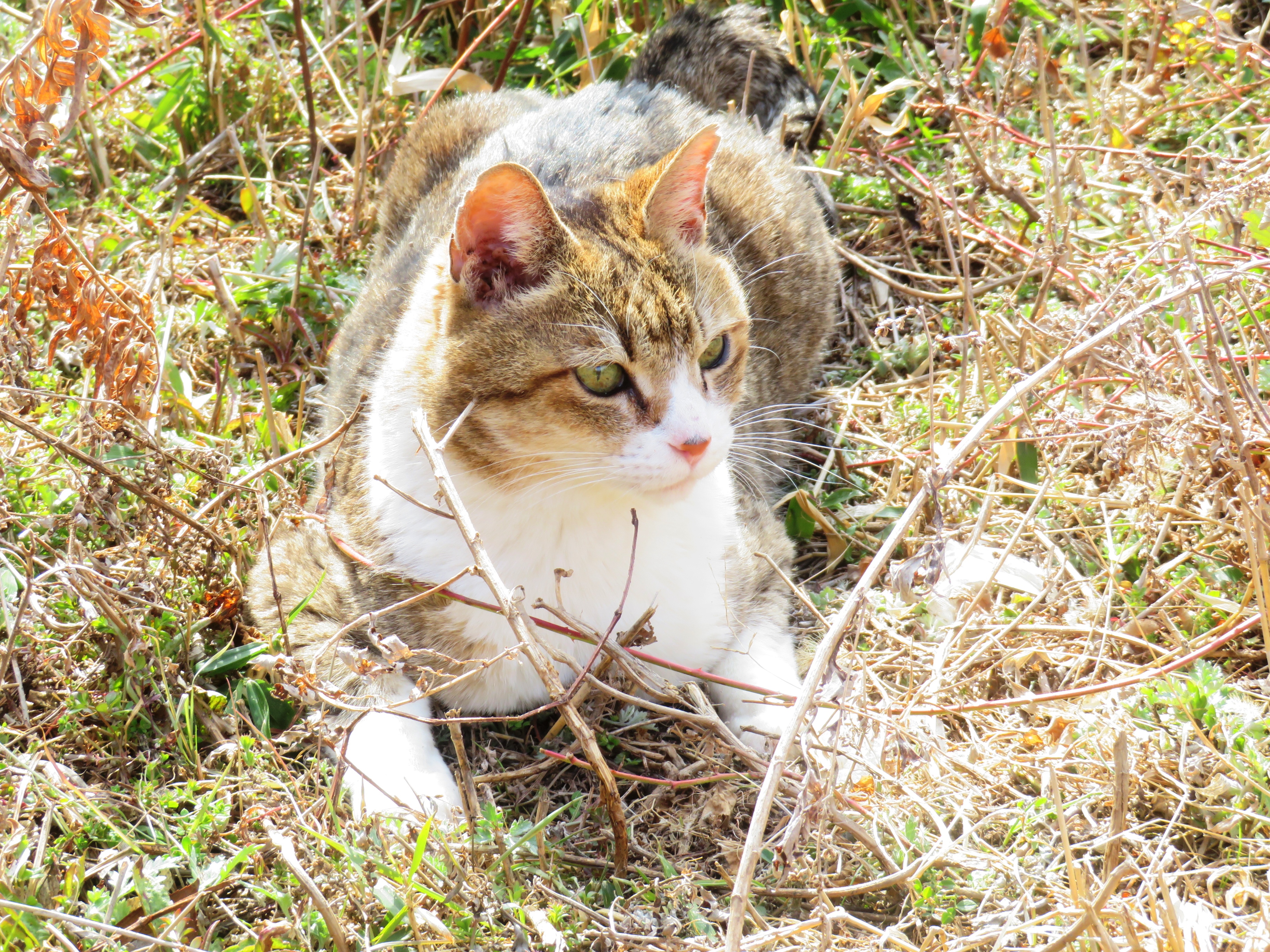 ねこ、風太　ゴロゴロ