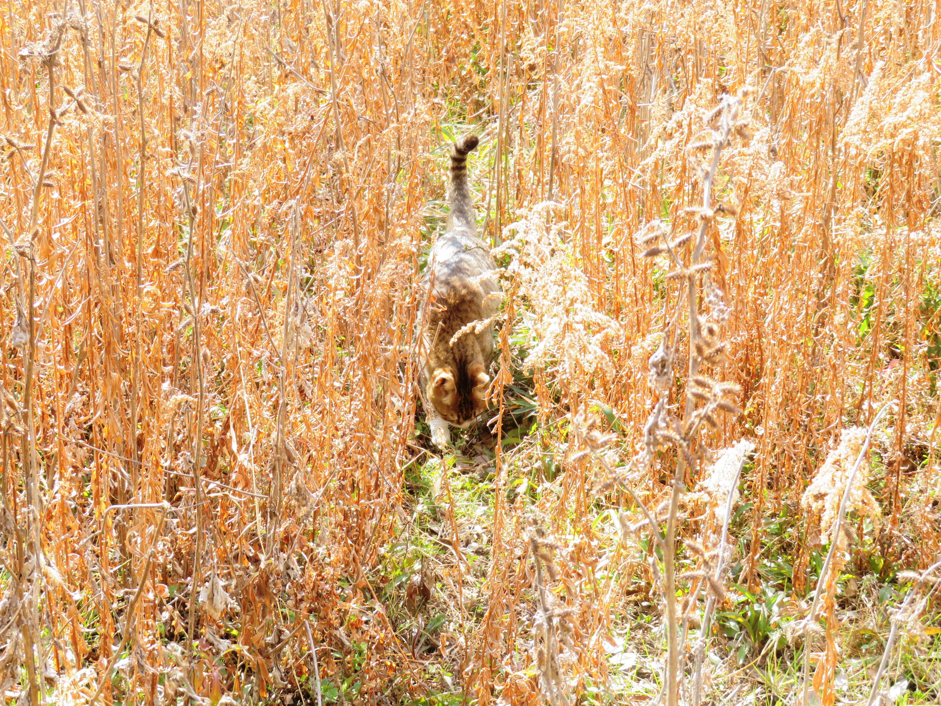 ねこ、風太　巡回