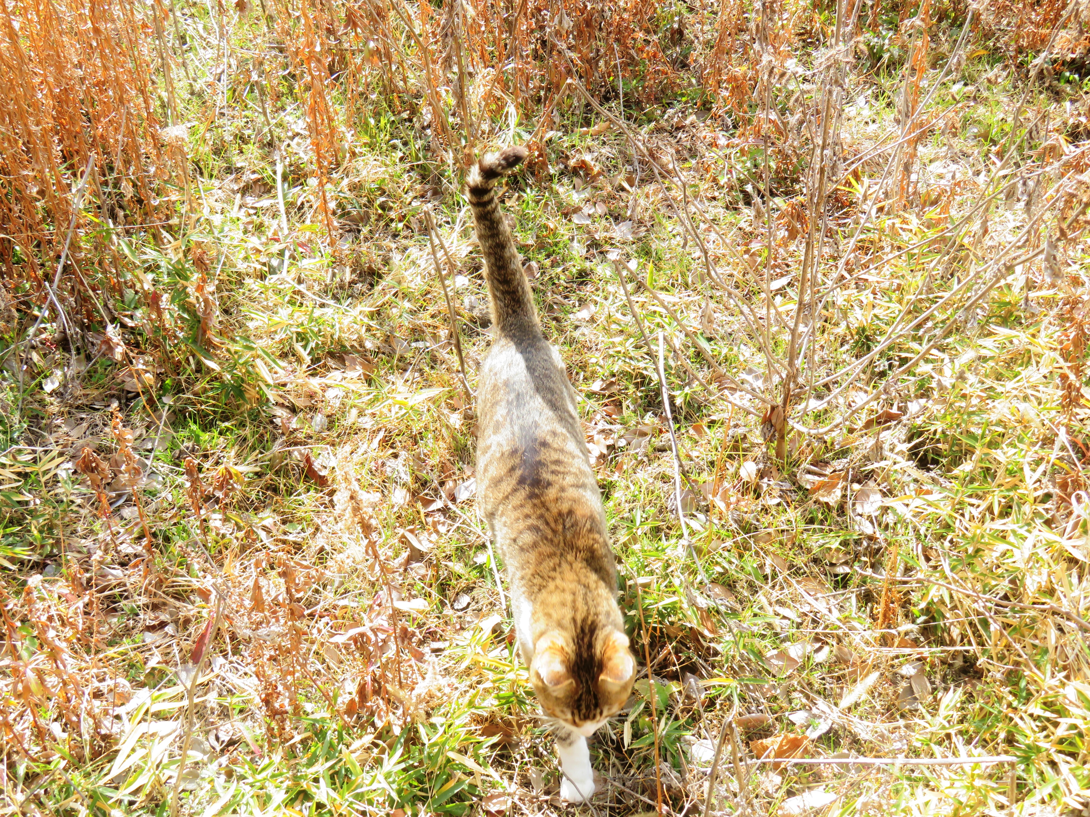 ねこ、風太　巡回