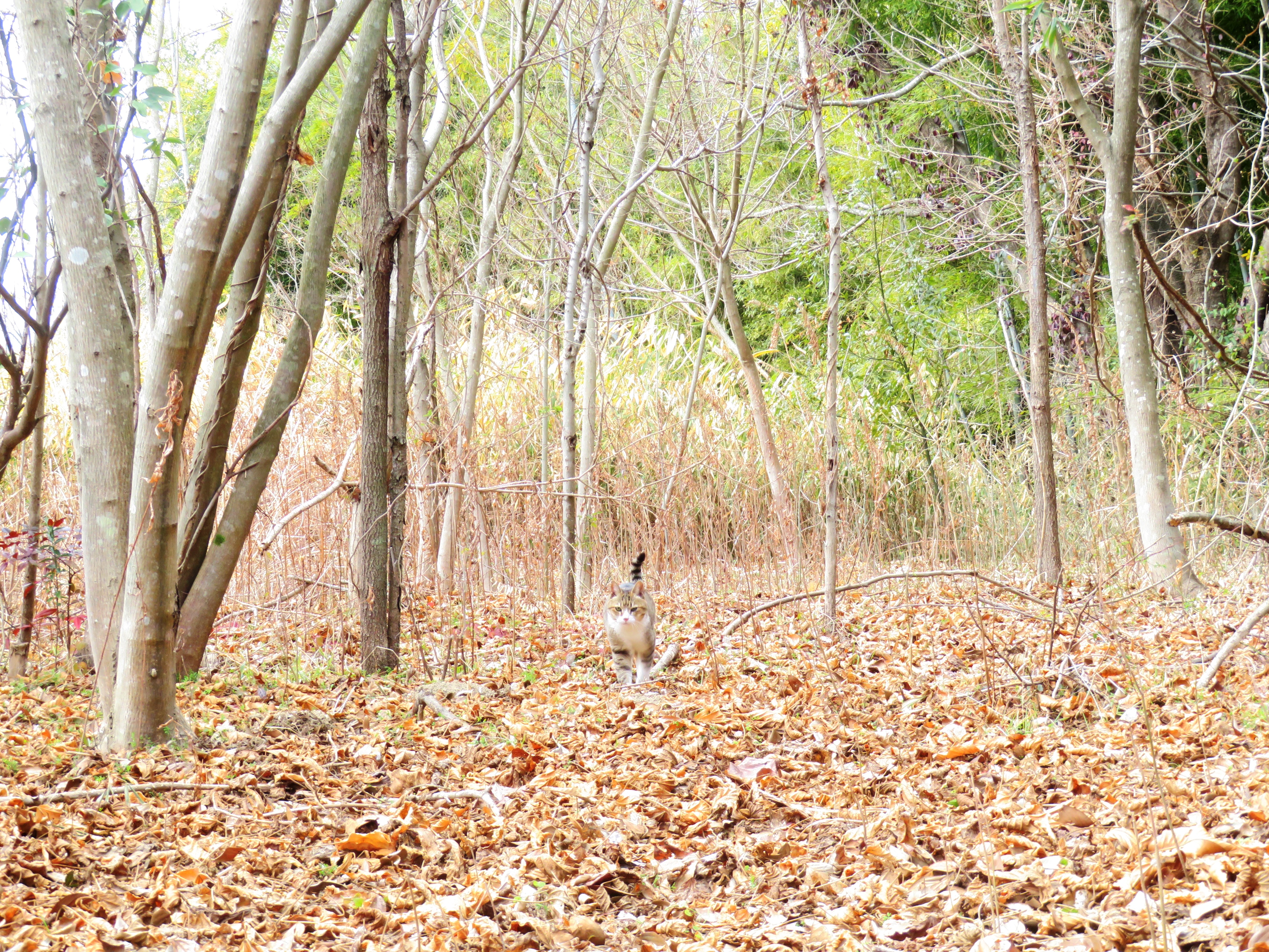 ねこ、風太　巡回