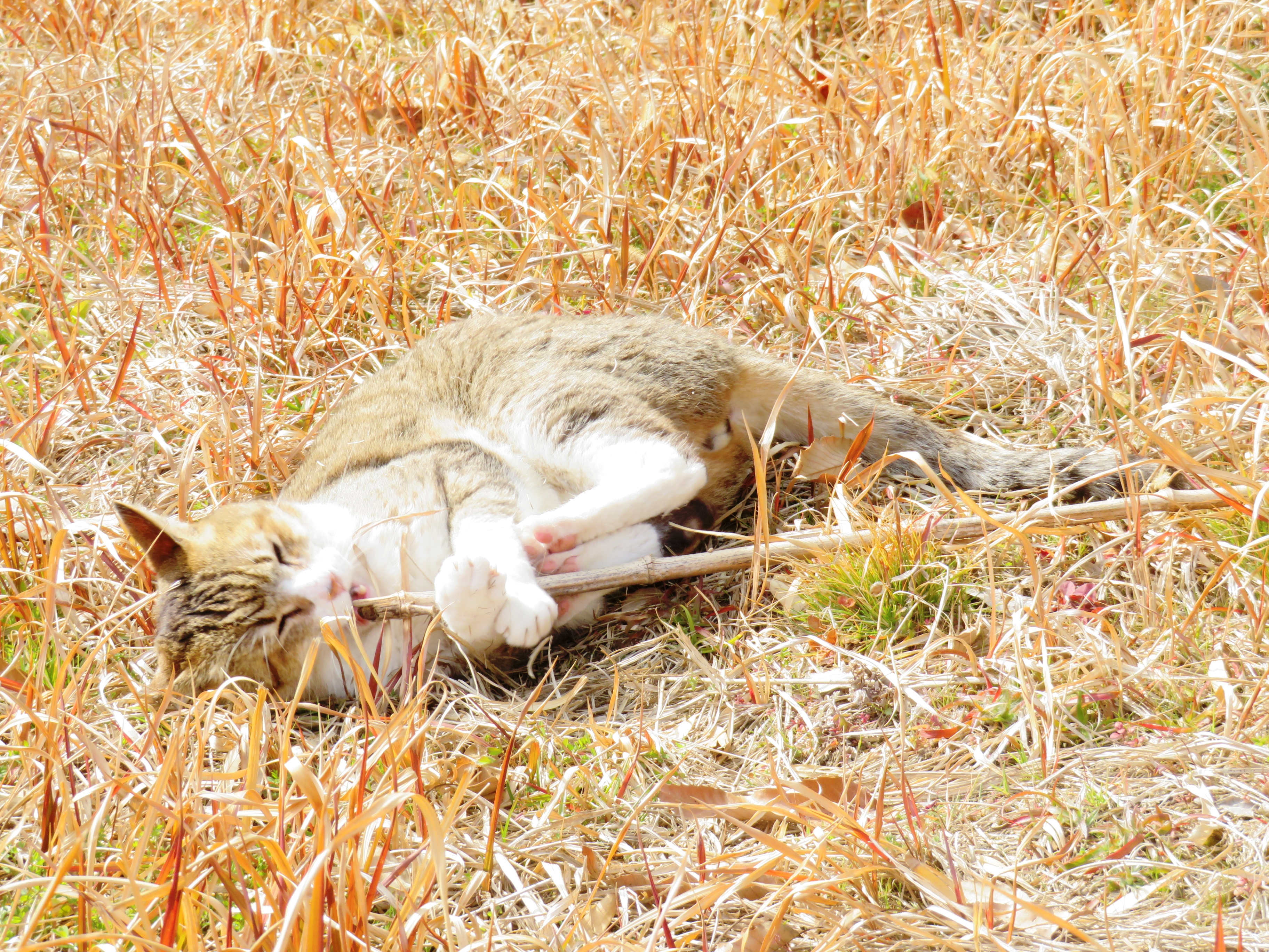 ねこ、風太　巡回