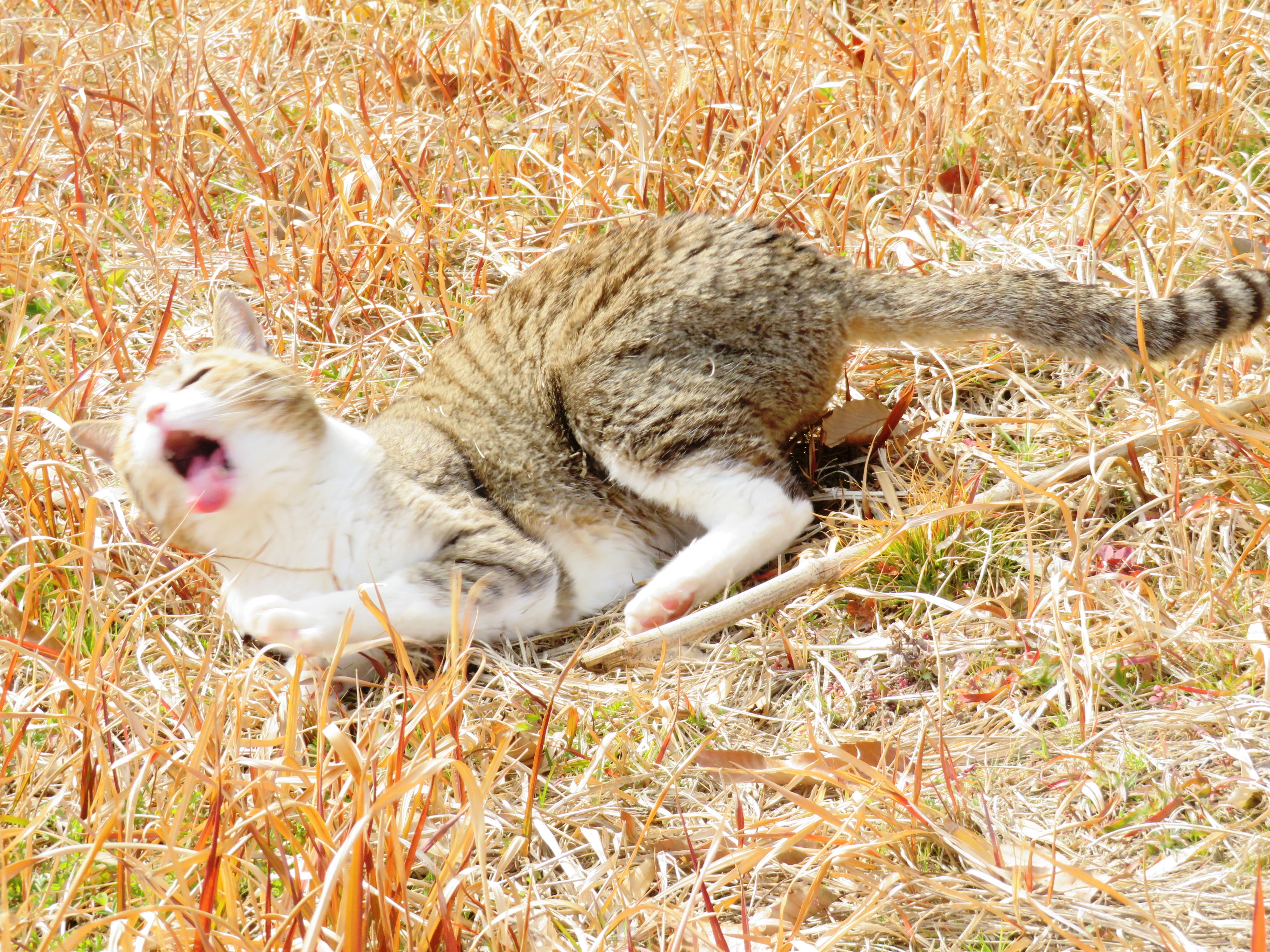 ねこ、風太　巡回