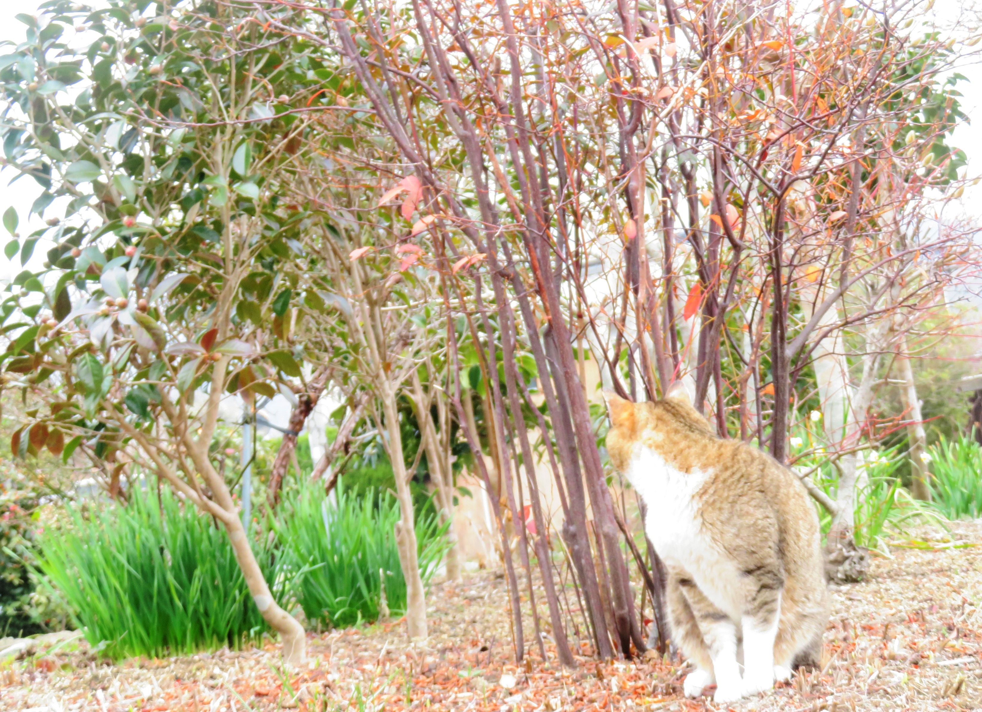 ねこ、風太　巡回