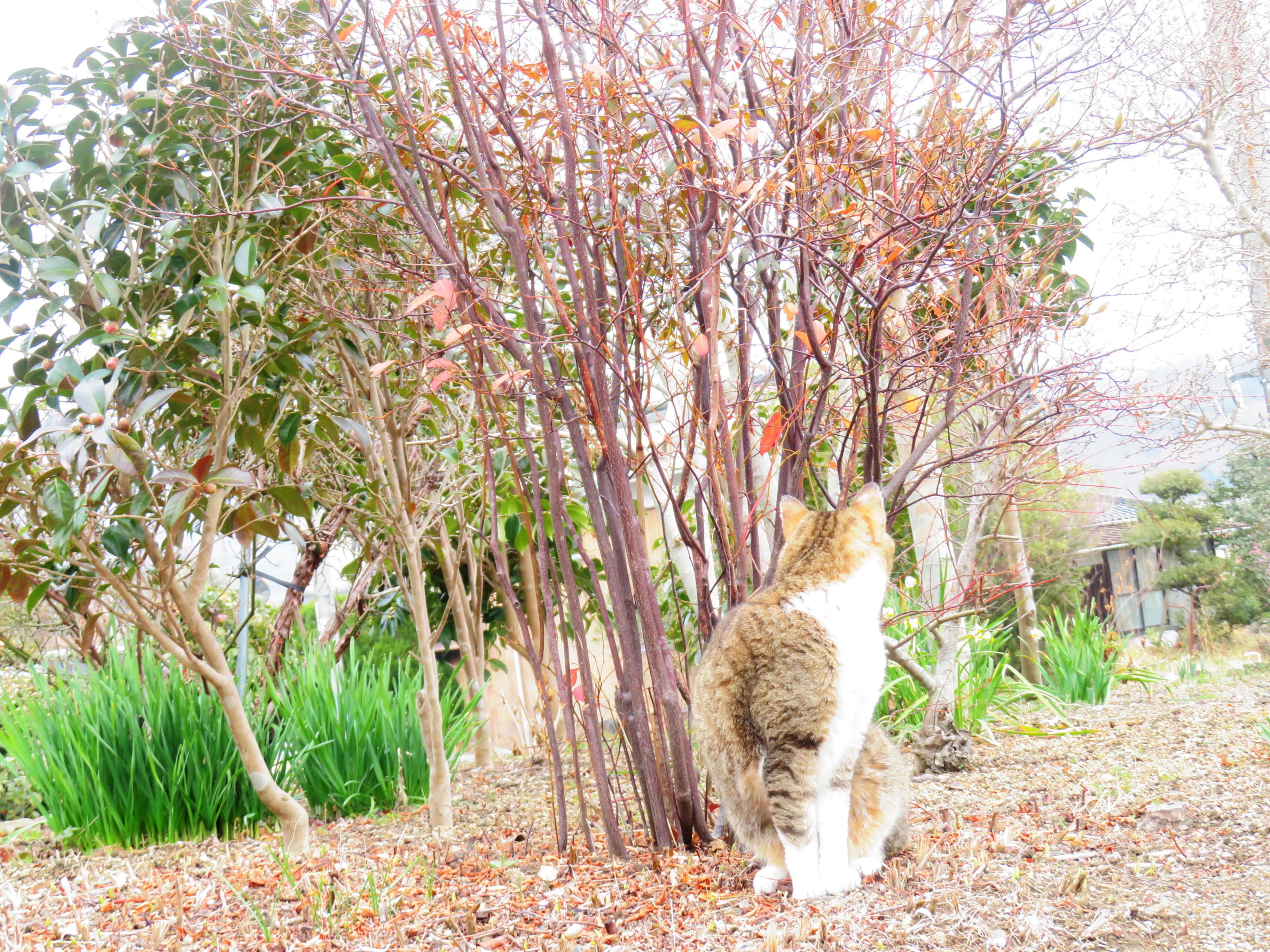 ねこ、風太　巡回