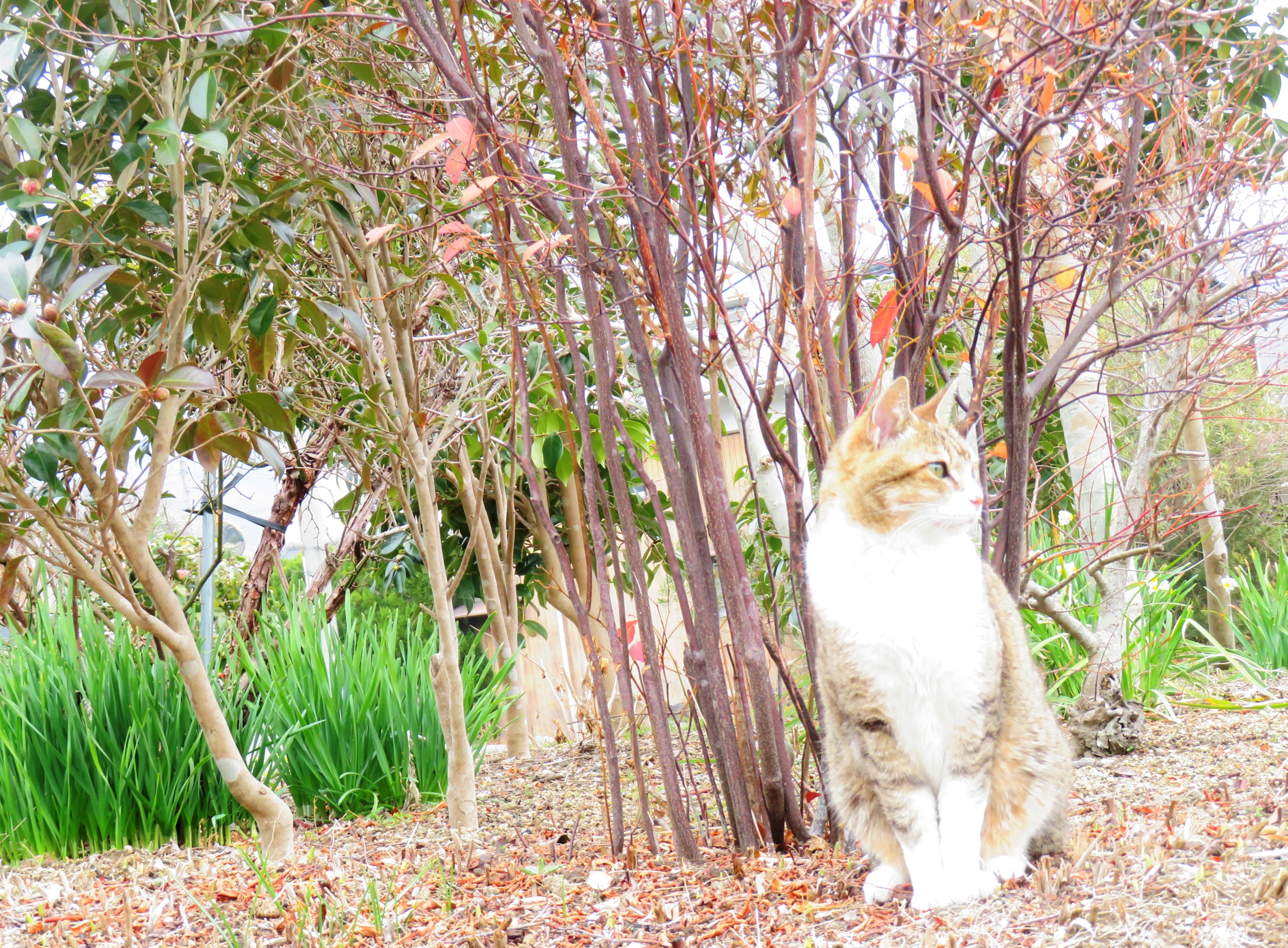 ねこ、風太　巡回