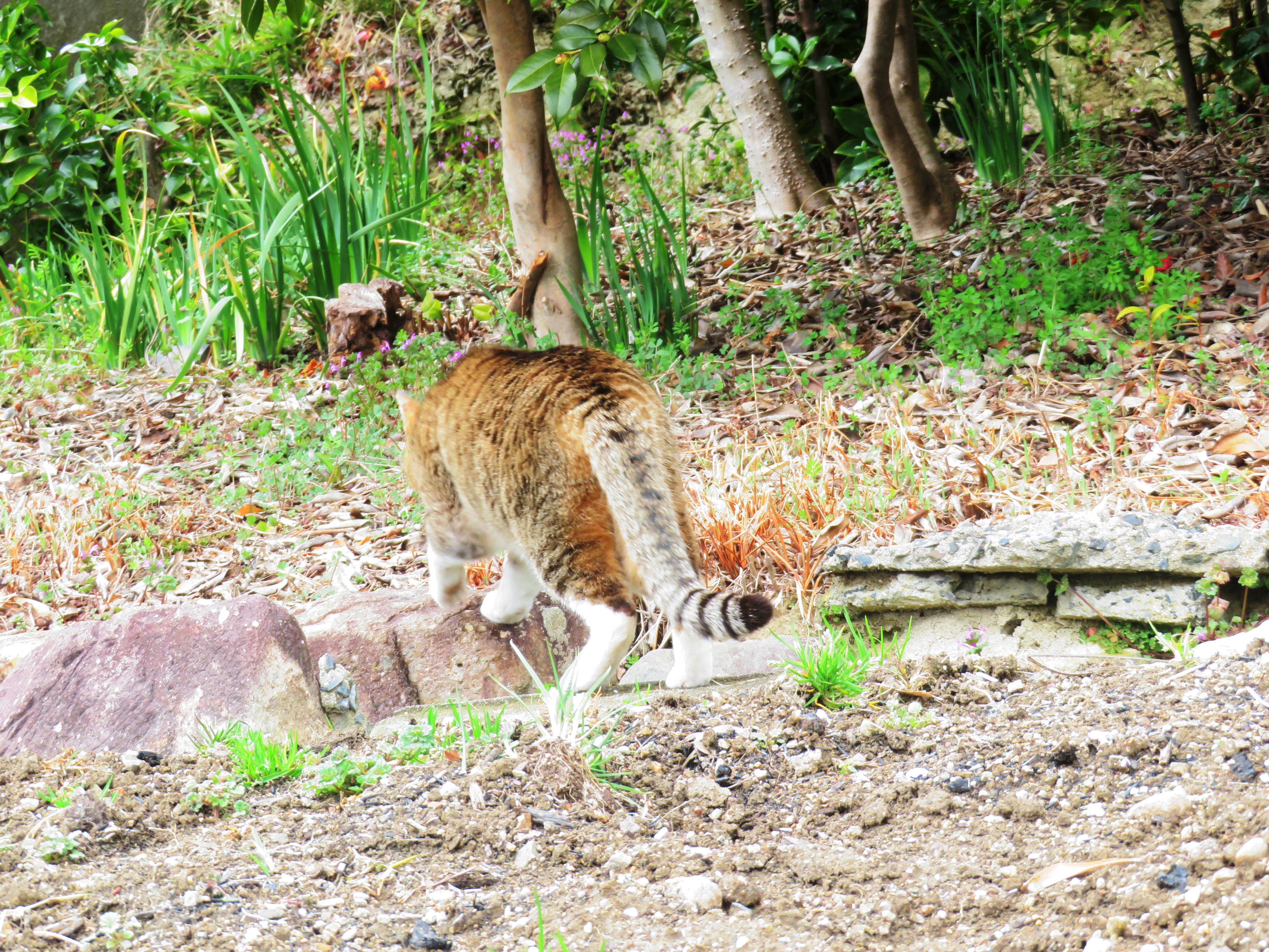 ねこ、風太　巡回