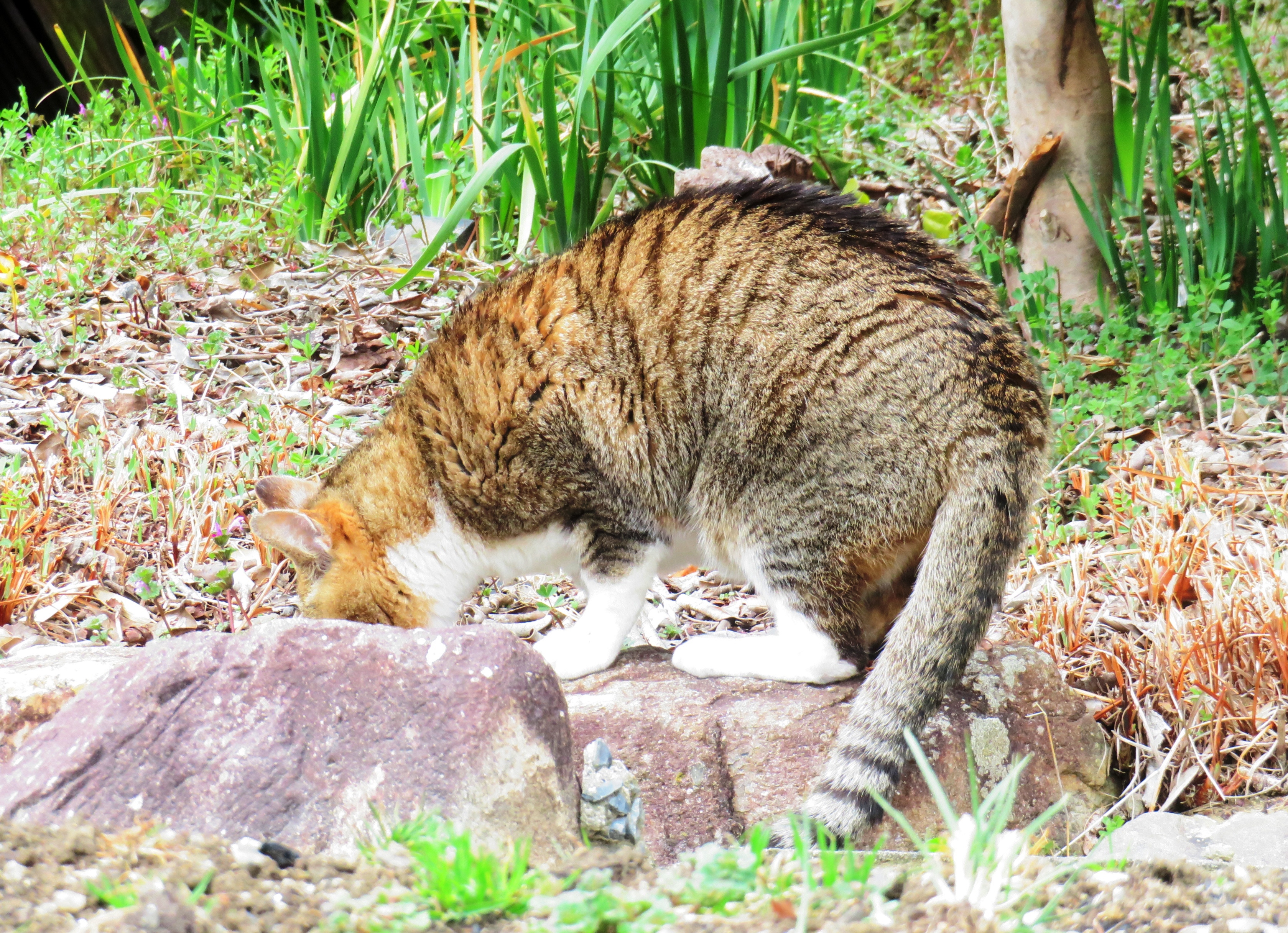 ねこ、風太　巡回