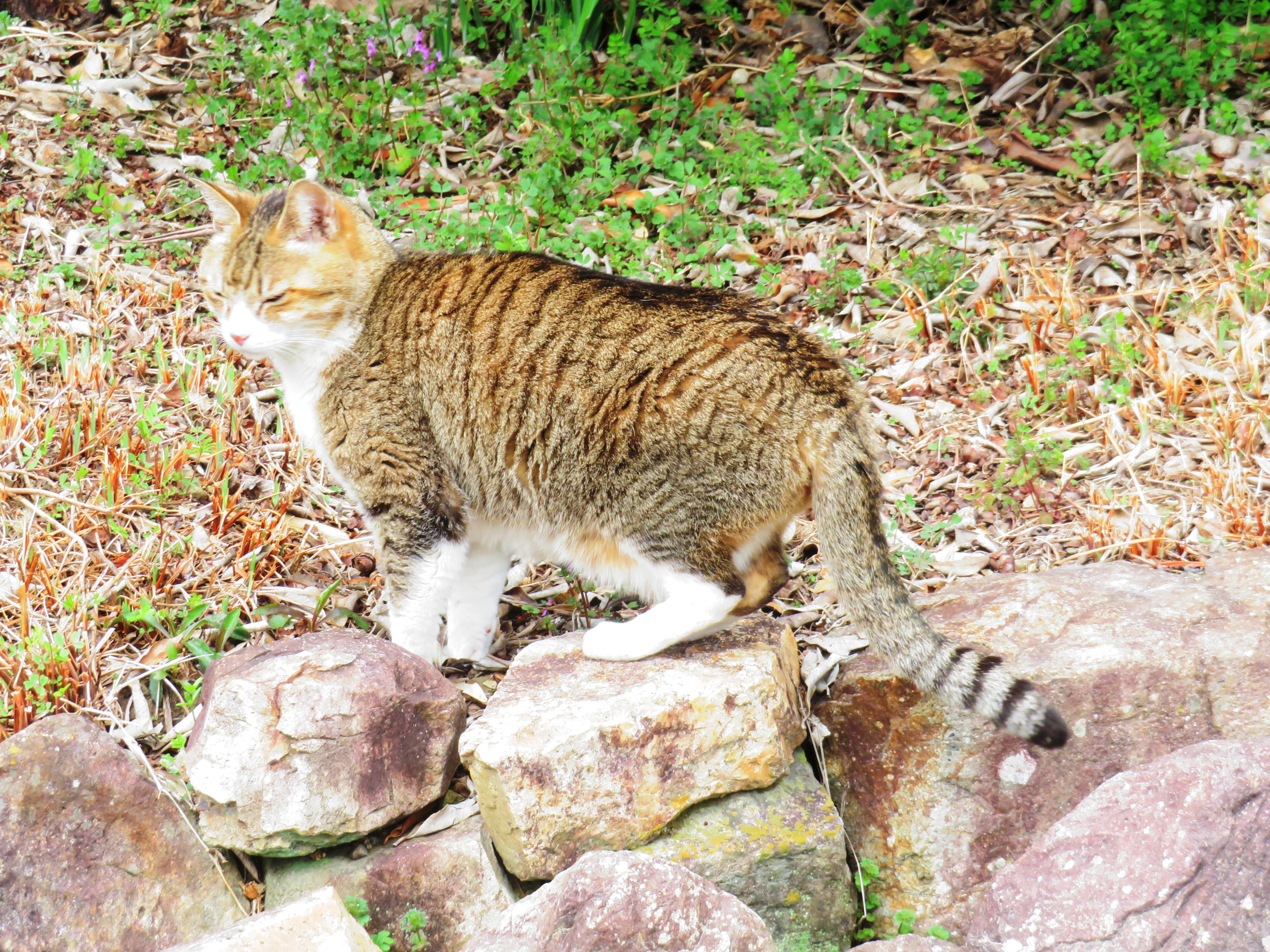 ねこ、風太　巡回