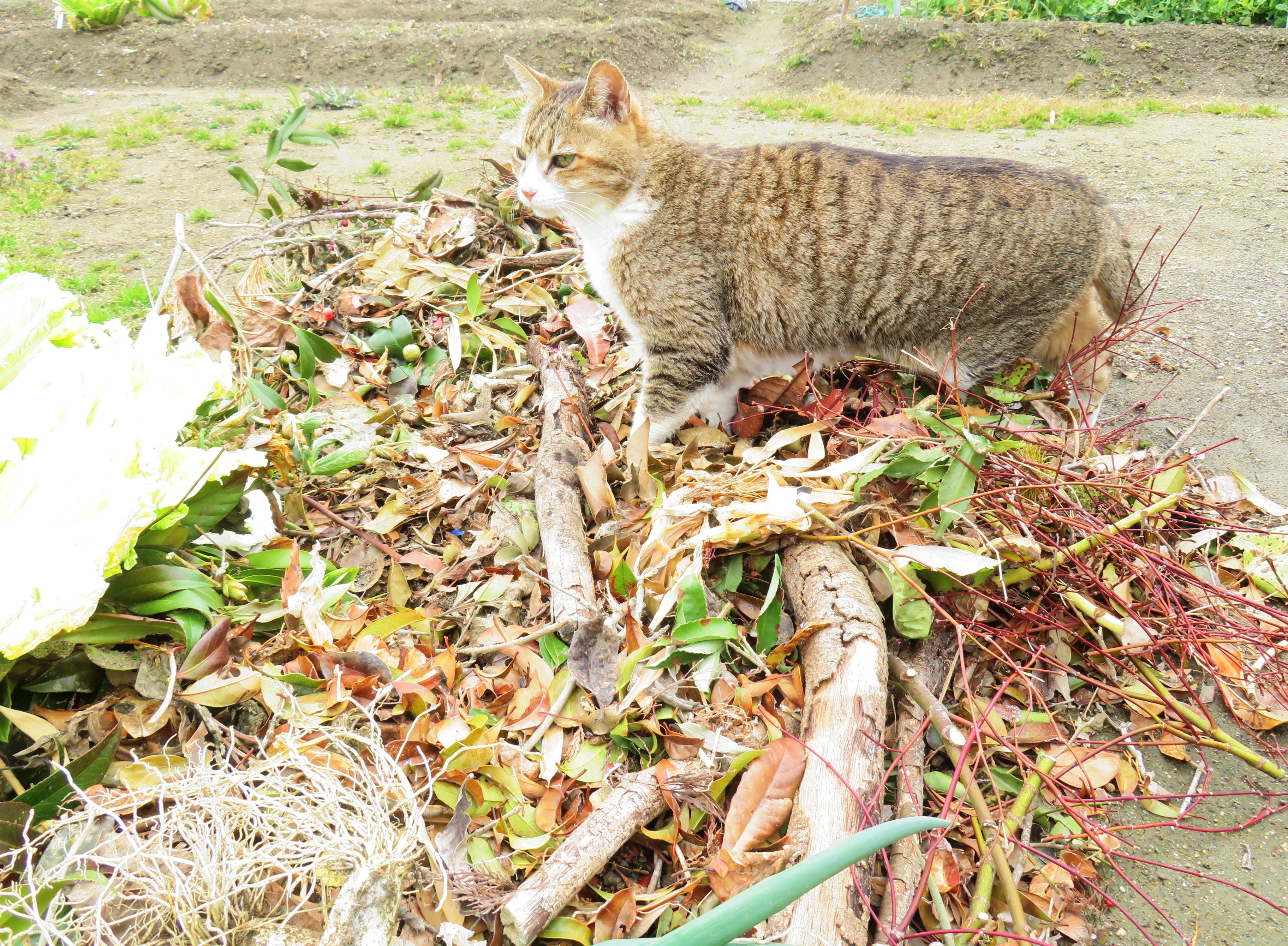 ねこ、風太　巡回