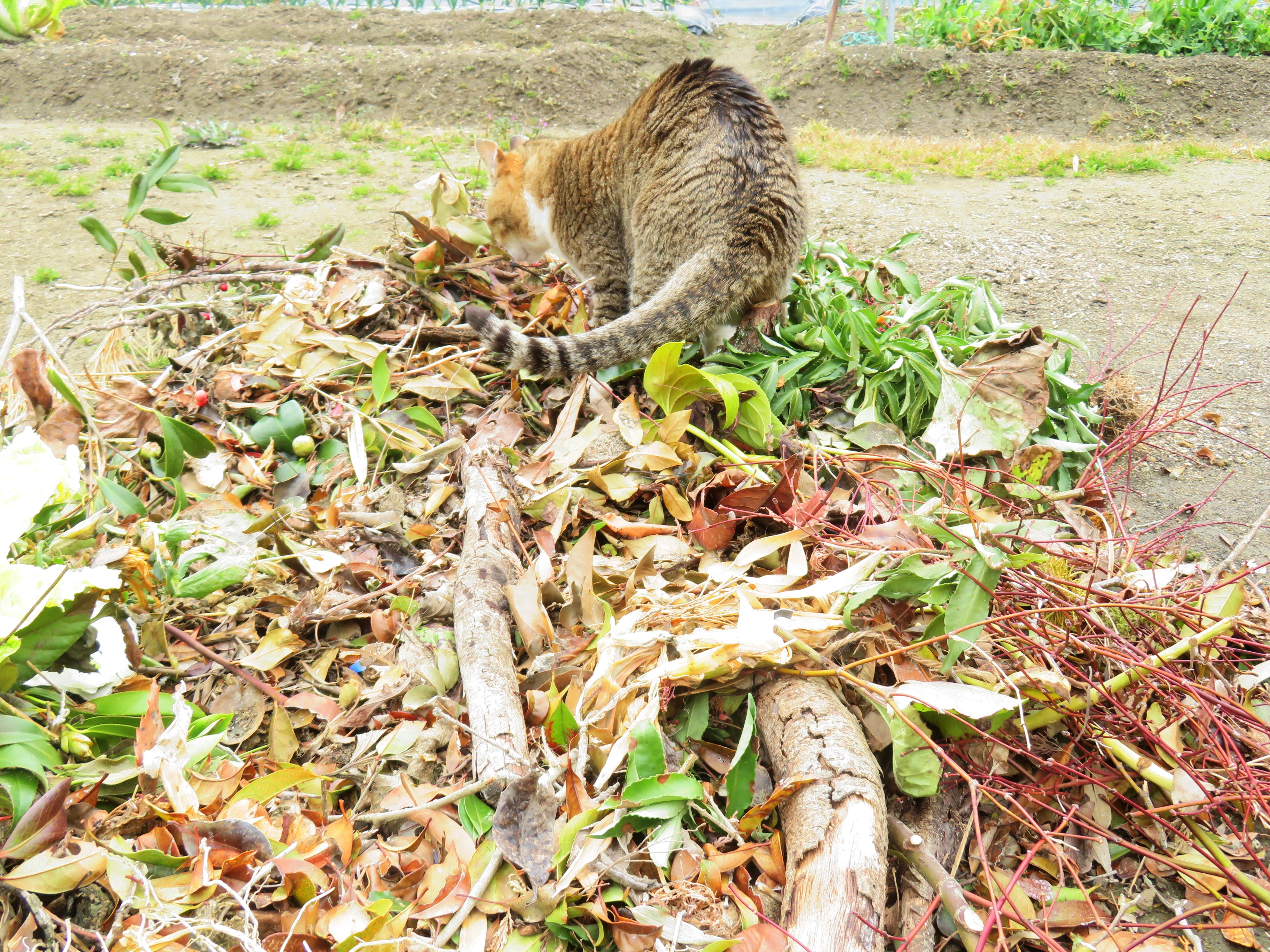 ねこ、風太　巡回