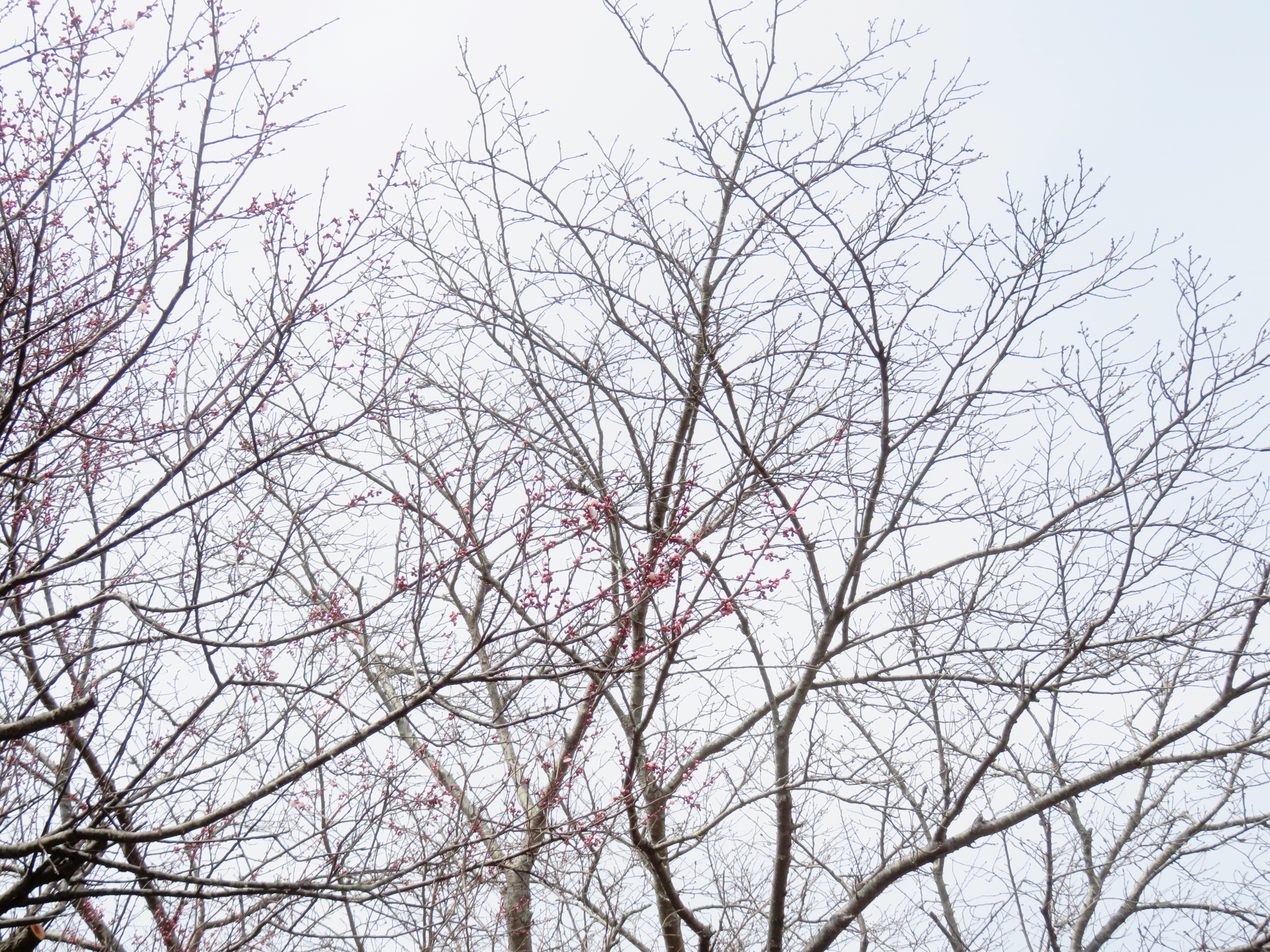 梅と桜