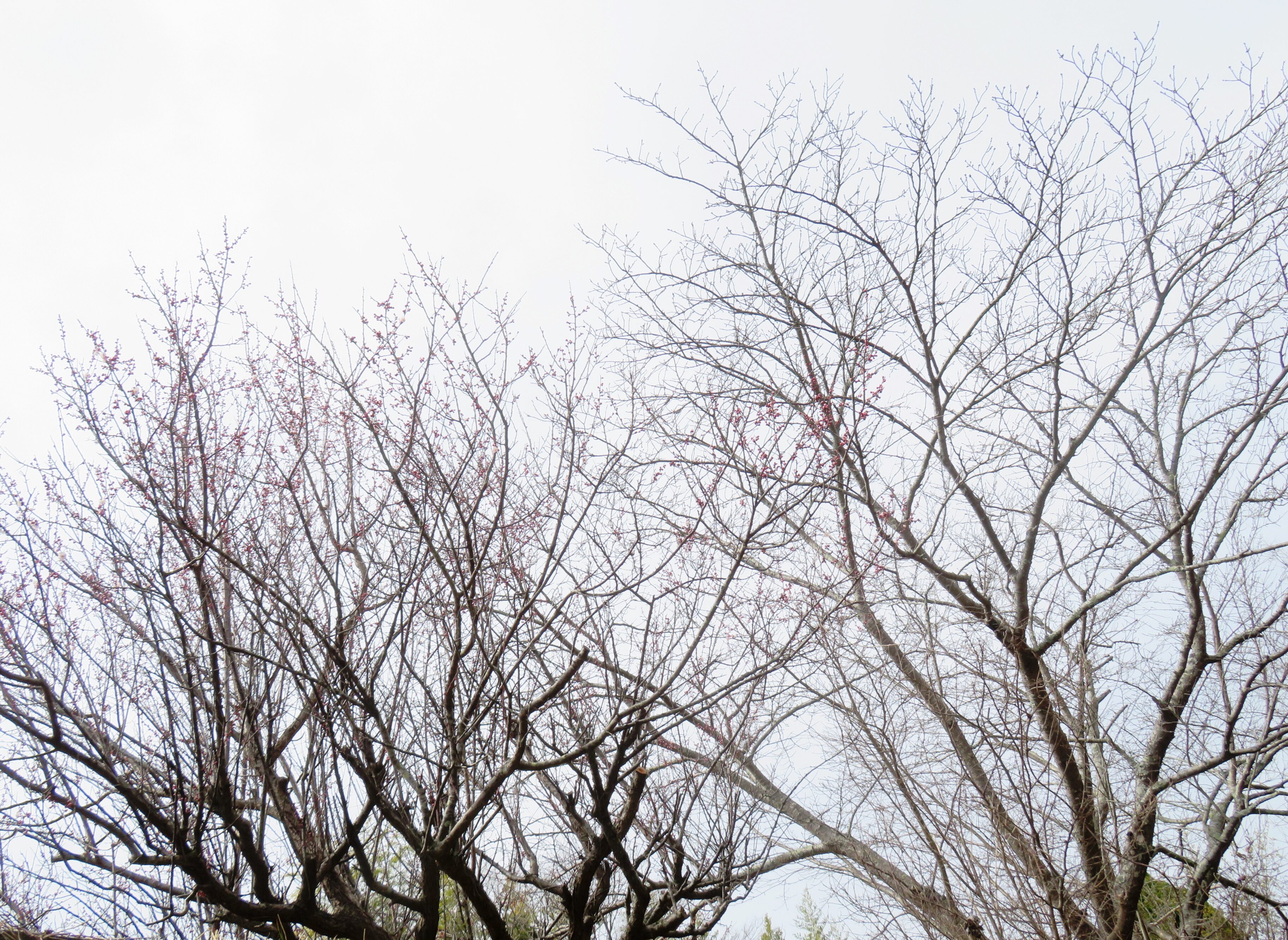 梅と桜