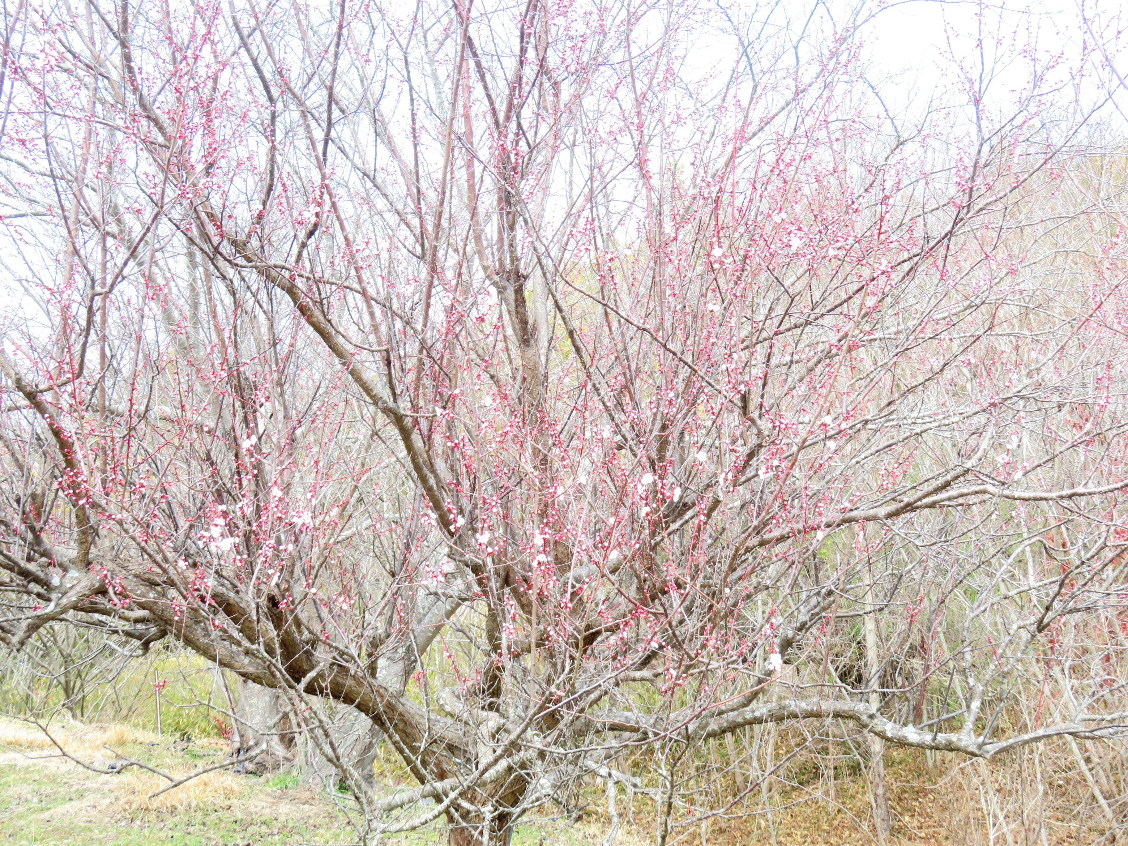 梅と桜