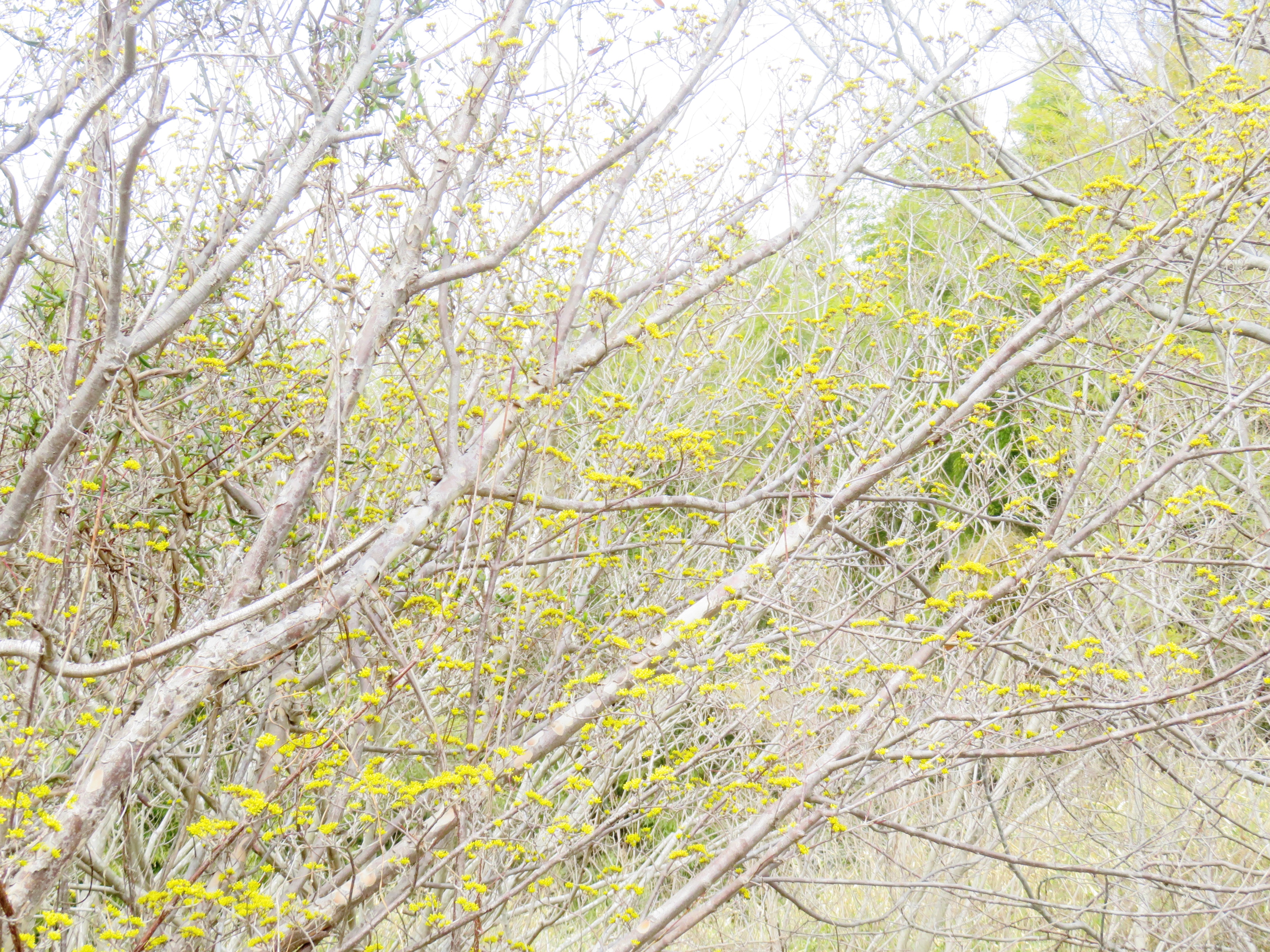 山茱萸の花