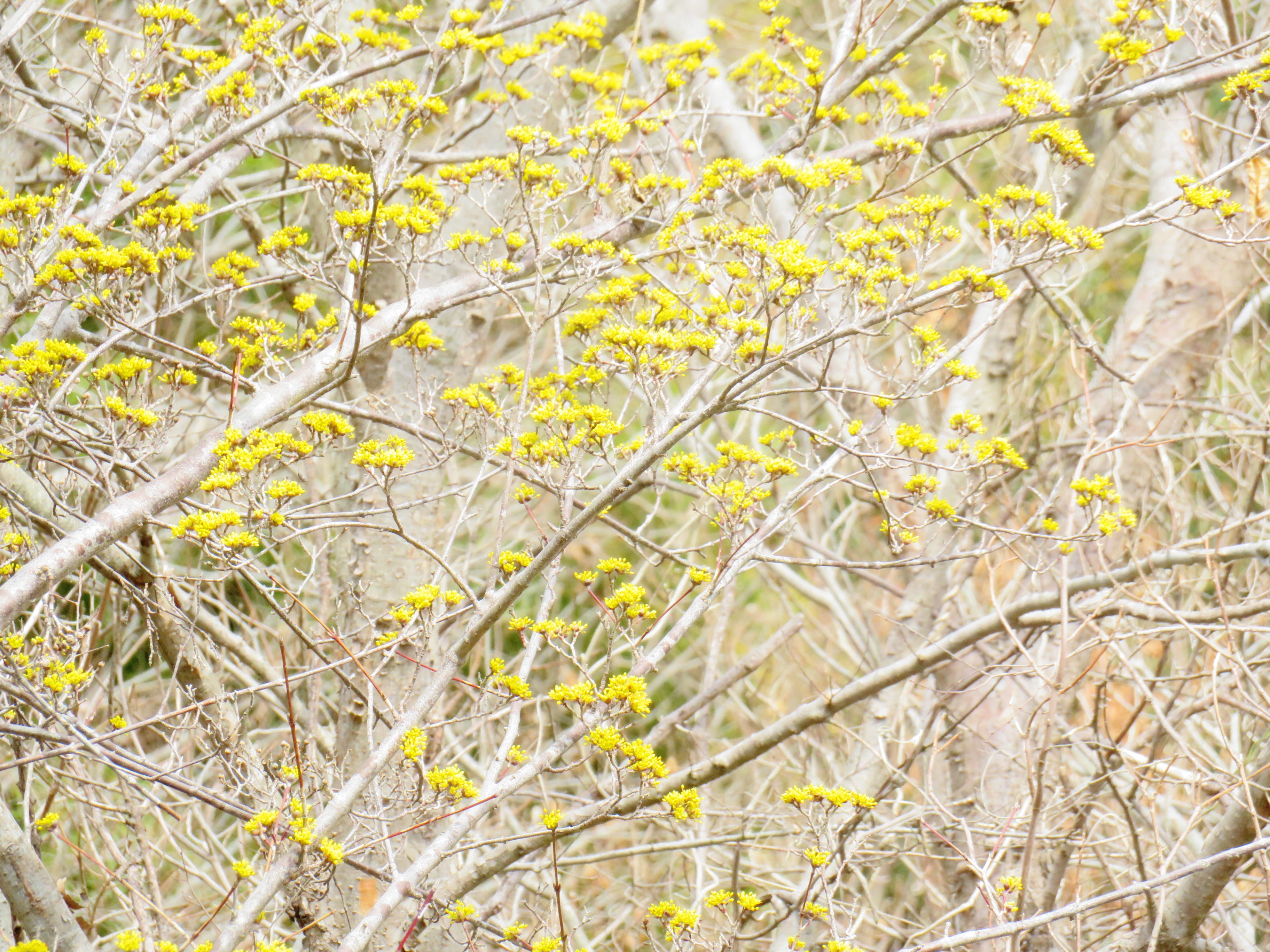 山茱萸の花