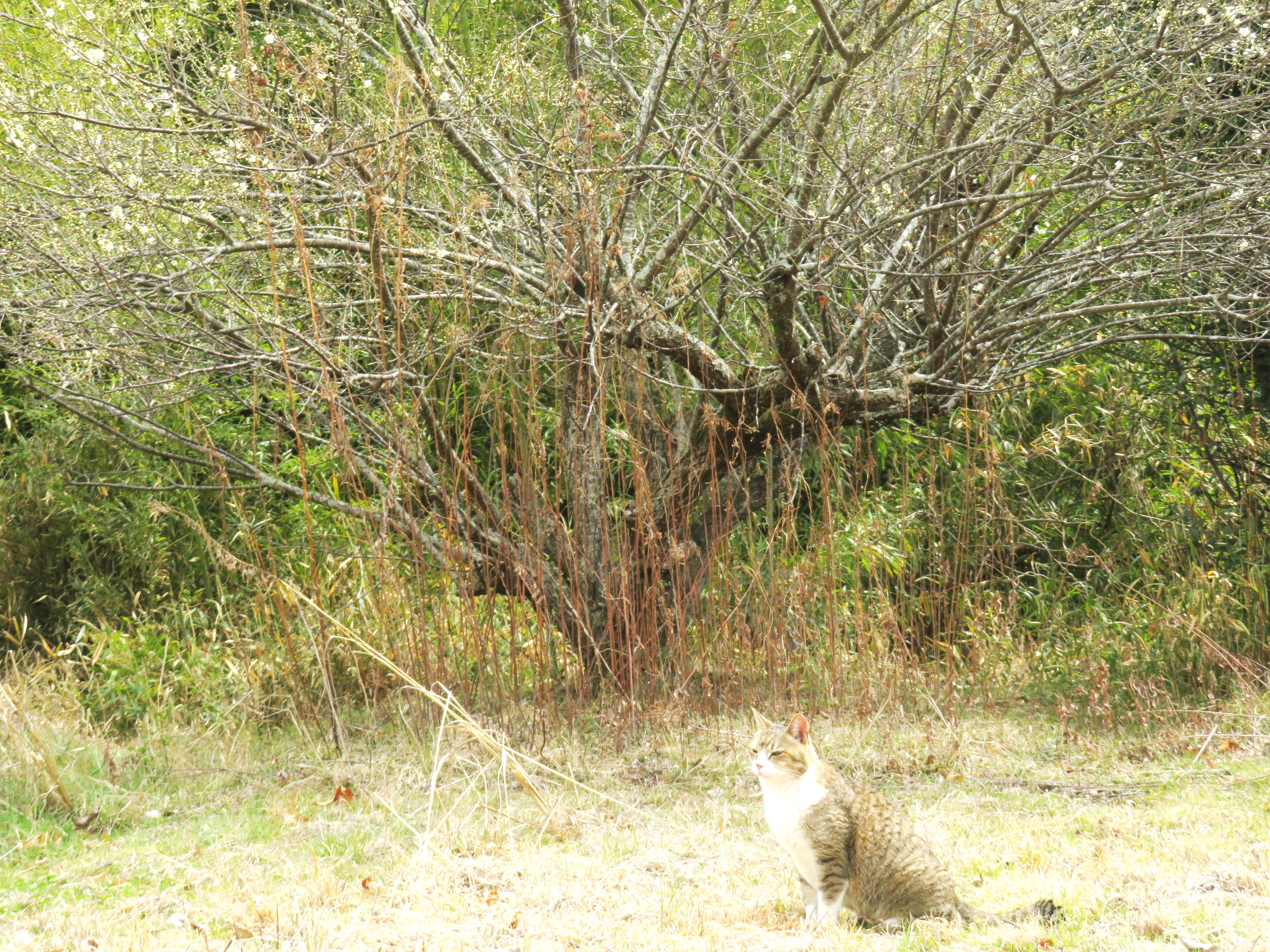 ねこ、風太　巡回