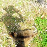 ねこ、風太　巡回