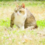 ねこ、風太　巡回
