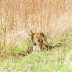 ねこ、風太　巡回