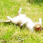 ねこ、風太　ゴロゴロ