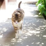 ねこ、風太　巡回