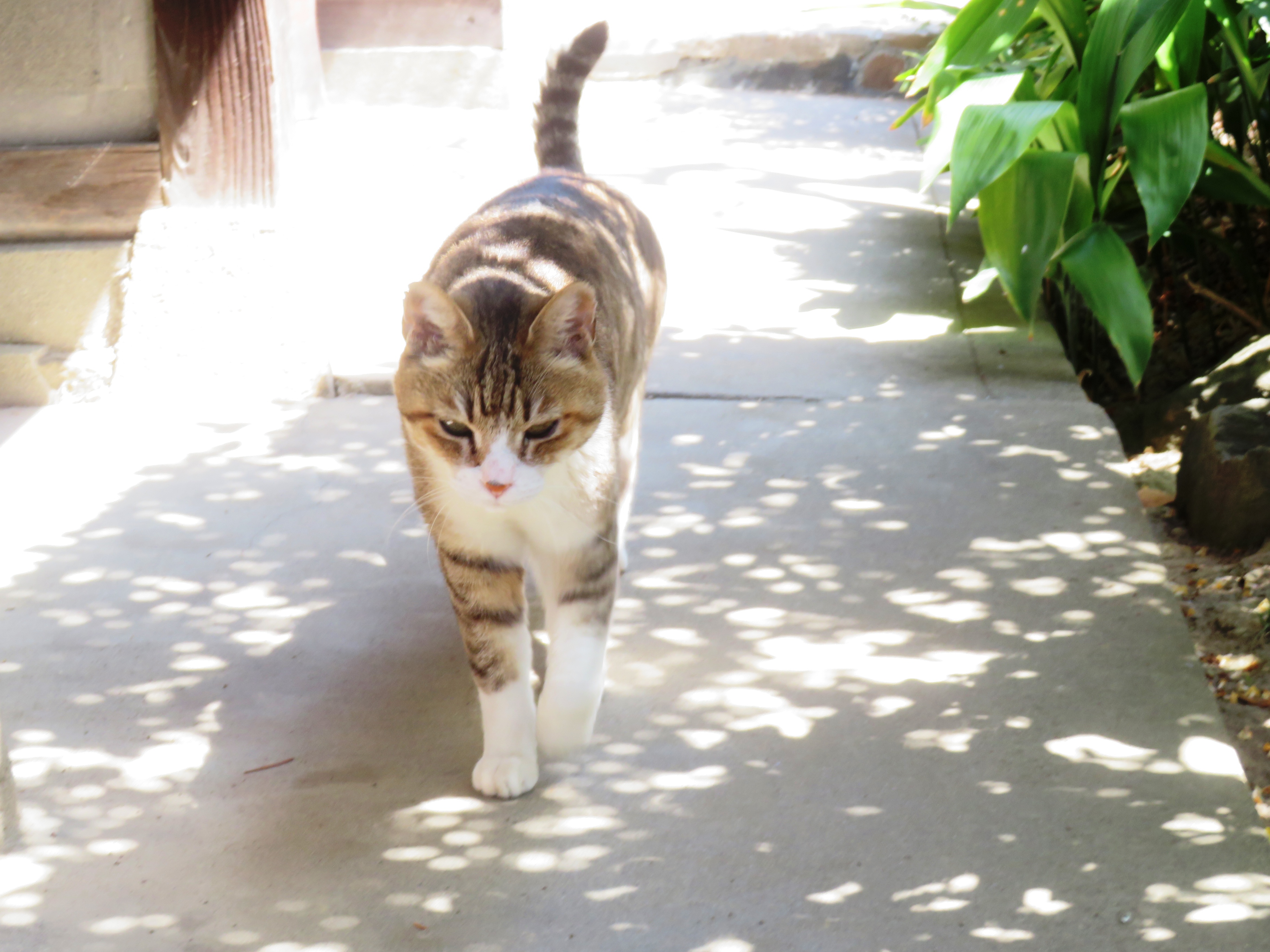 ねこ、風太 巡回