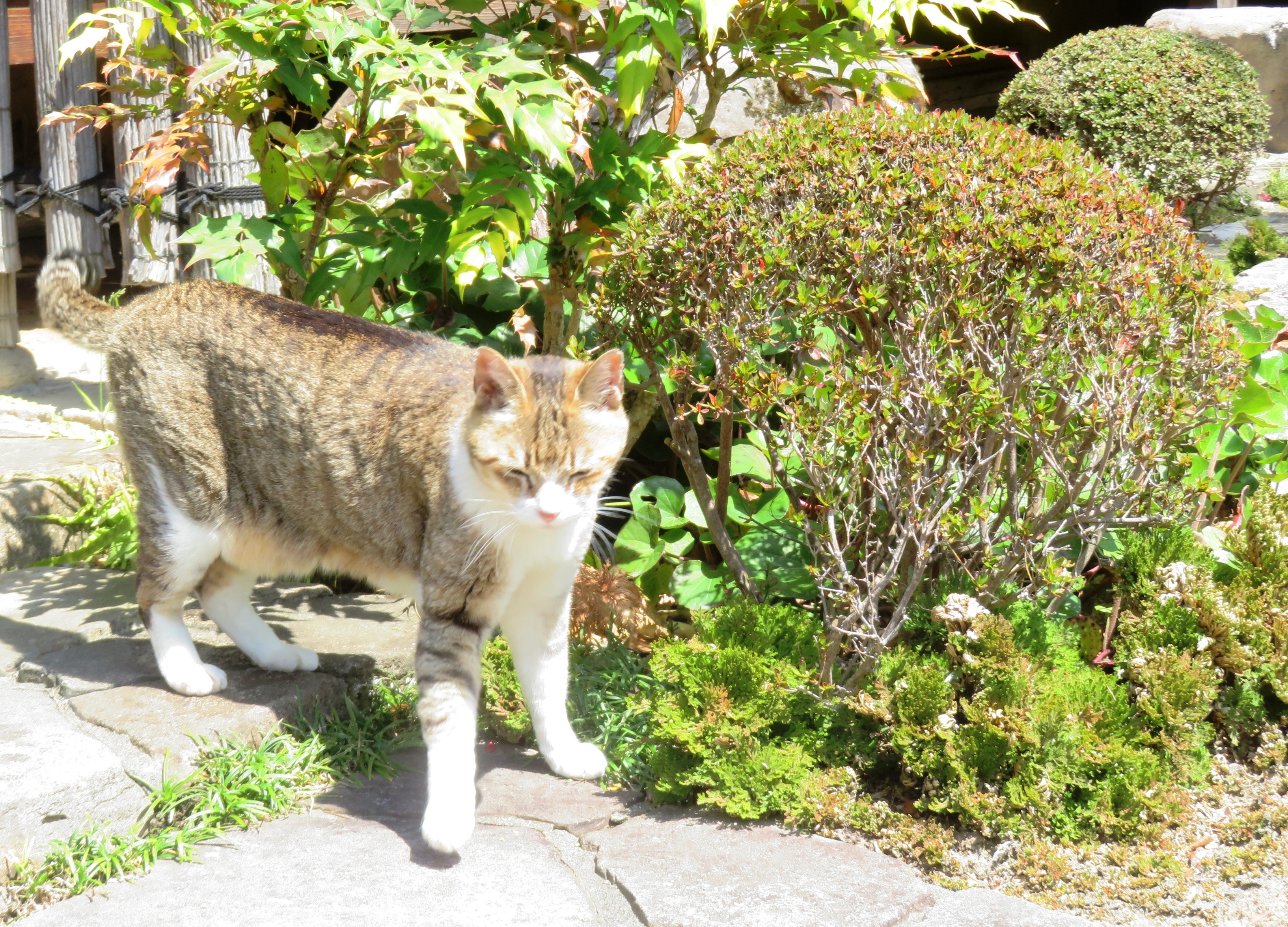 ねこ、風太 巡回
