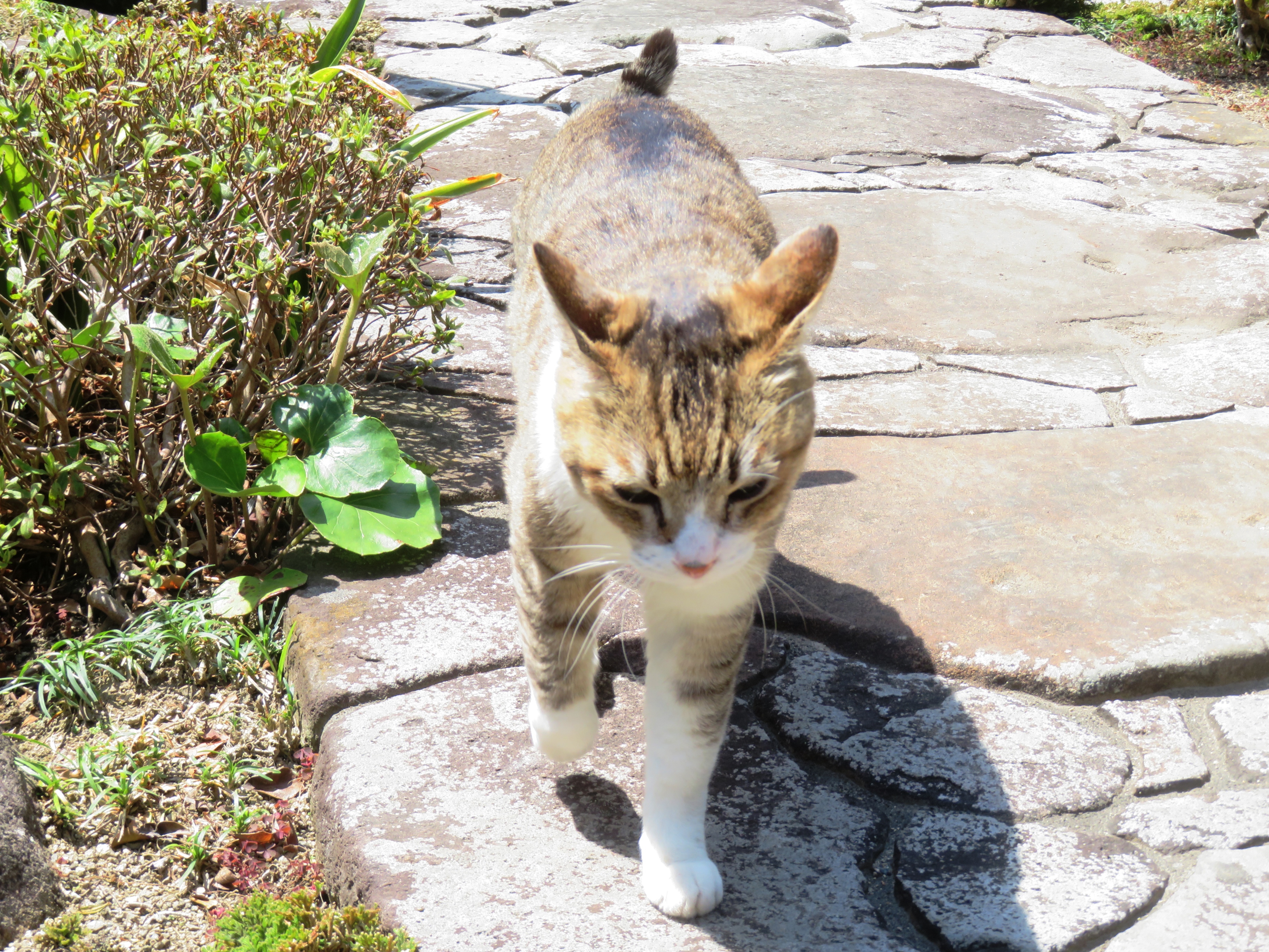 ねこ、風太 巡回