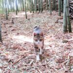 ねこ、風太　巡回