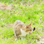 ねこ、風太　巡回