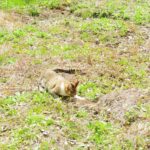 ねこ、風太　巡回