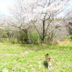 ねこ、風太　巡回