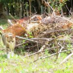 ねこ、風太　巡回