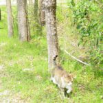 ねこ、風太　巡回