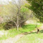 ねこ、風太　巡回