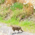 ねこ、風太　巡回