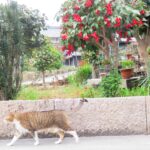 ねこ、風太　巡回