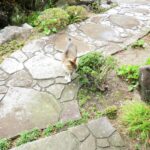 ねこ、風太　巡回