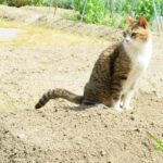 ねこ、風太　マーキング