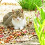 ねこ、風太　日陰