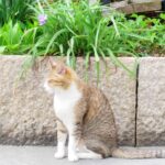 ねこ、風太　巡回