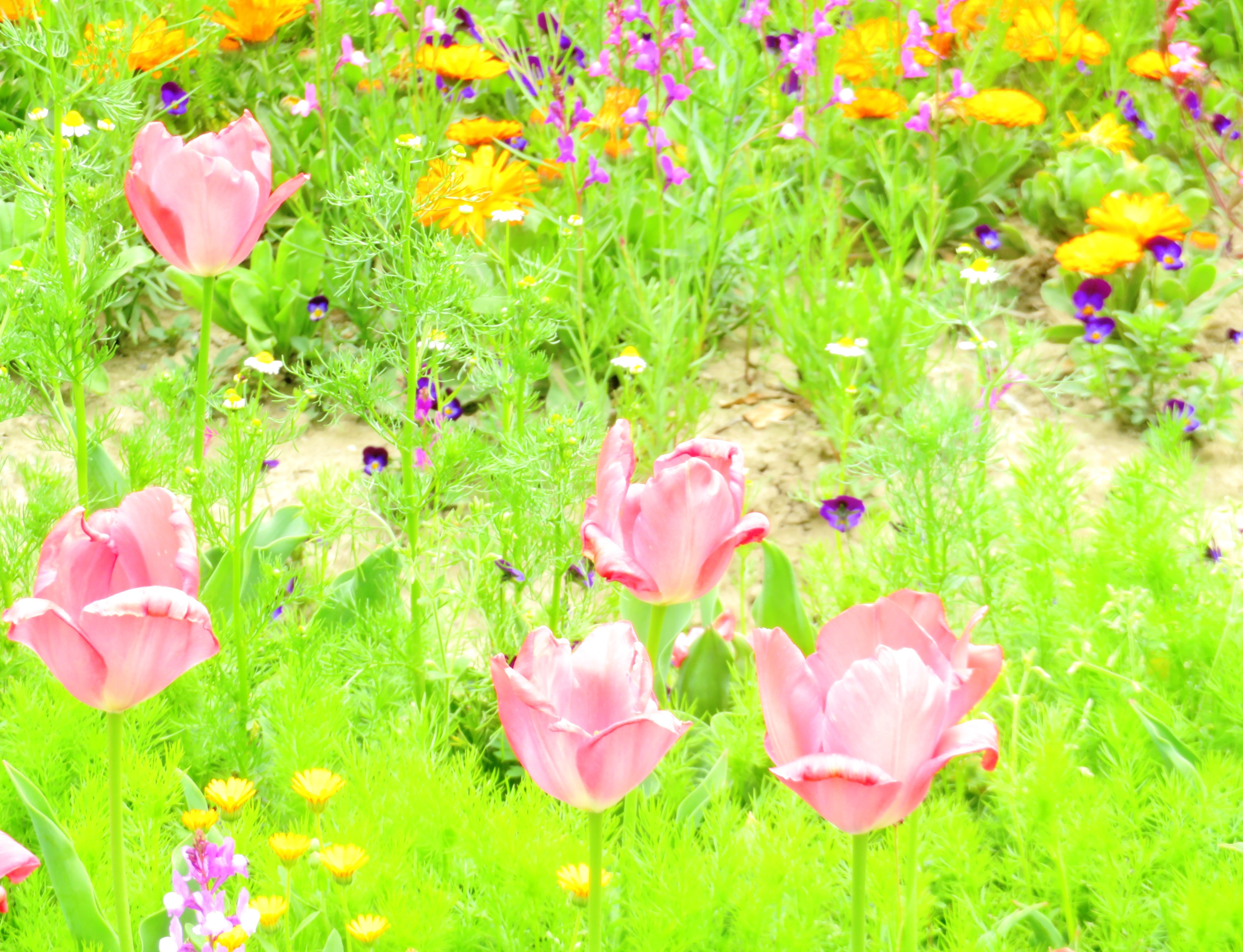 晩春の畑花壇